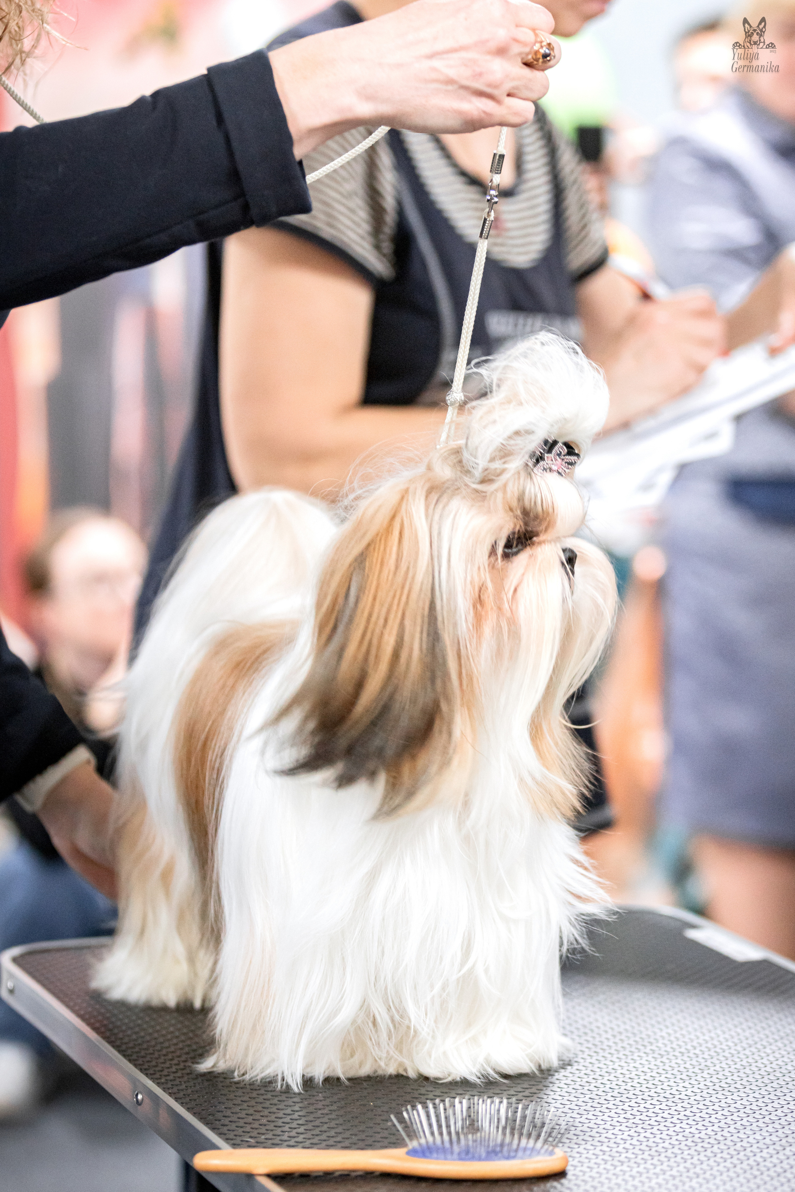 Сфера+доберманы 02.04.2023. Фотограф-анималист Юлия Германика