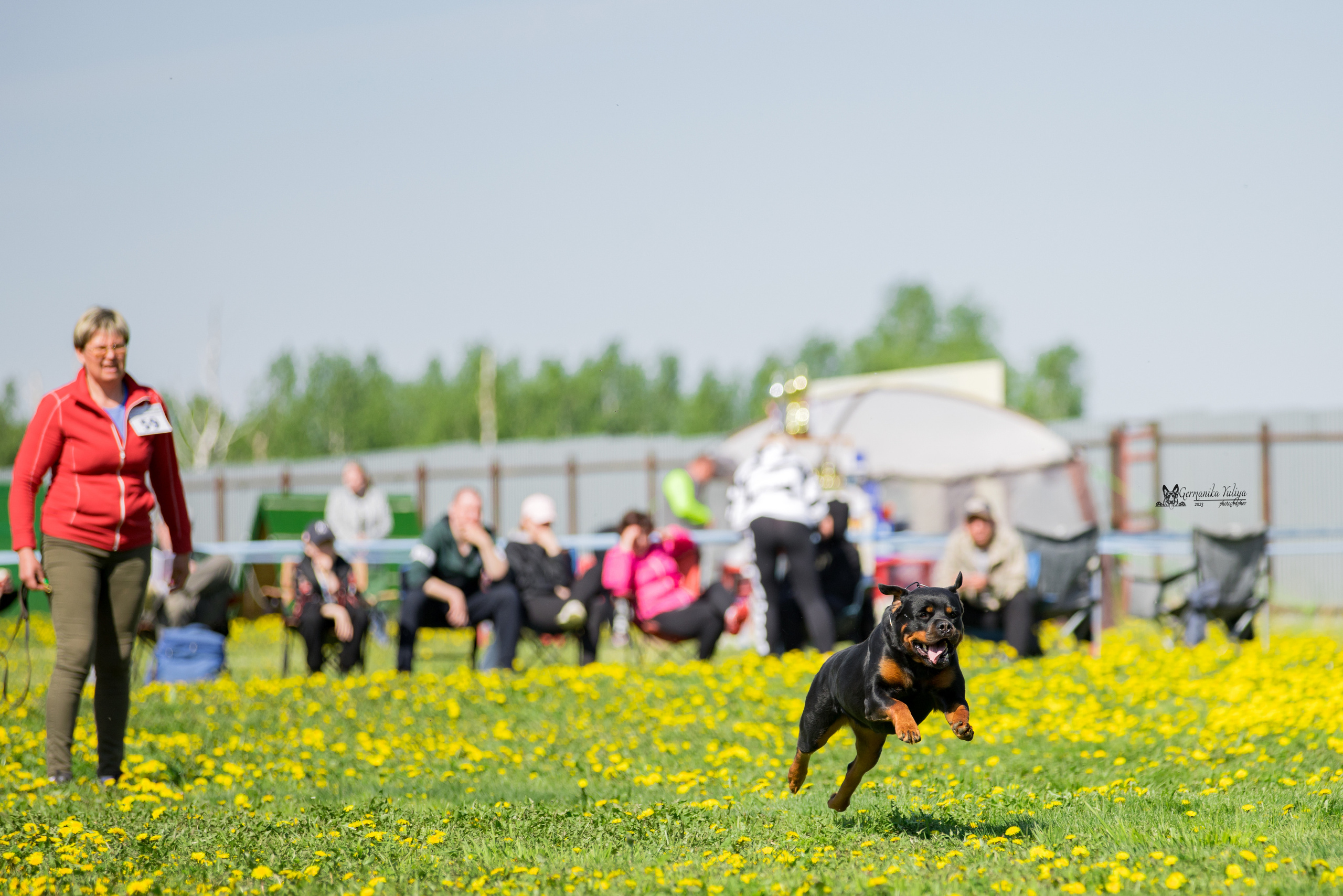 Нижний Новгород моно ротвейлеров 13.05.2023. Фотограф-анималист Юлия Германика