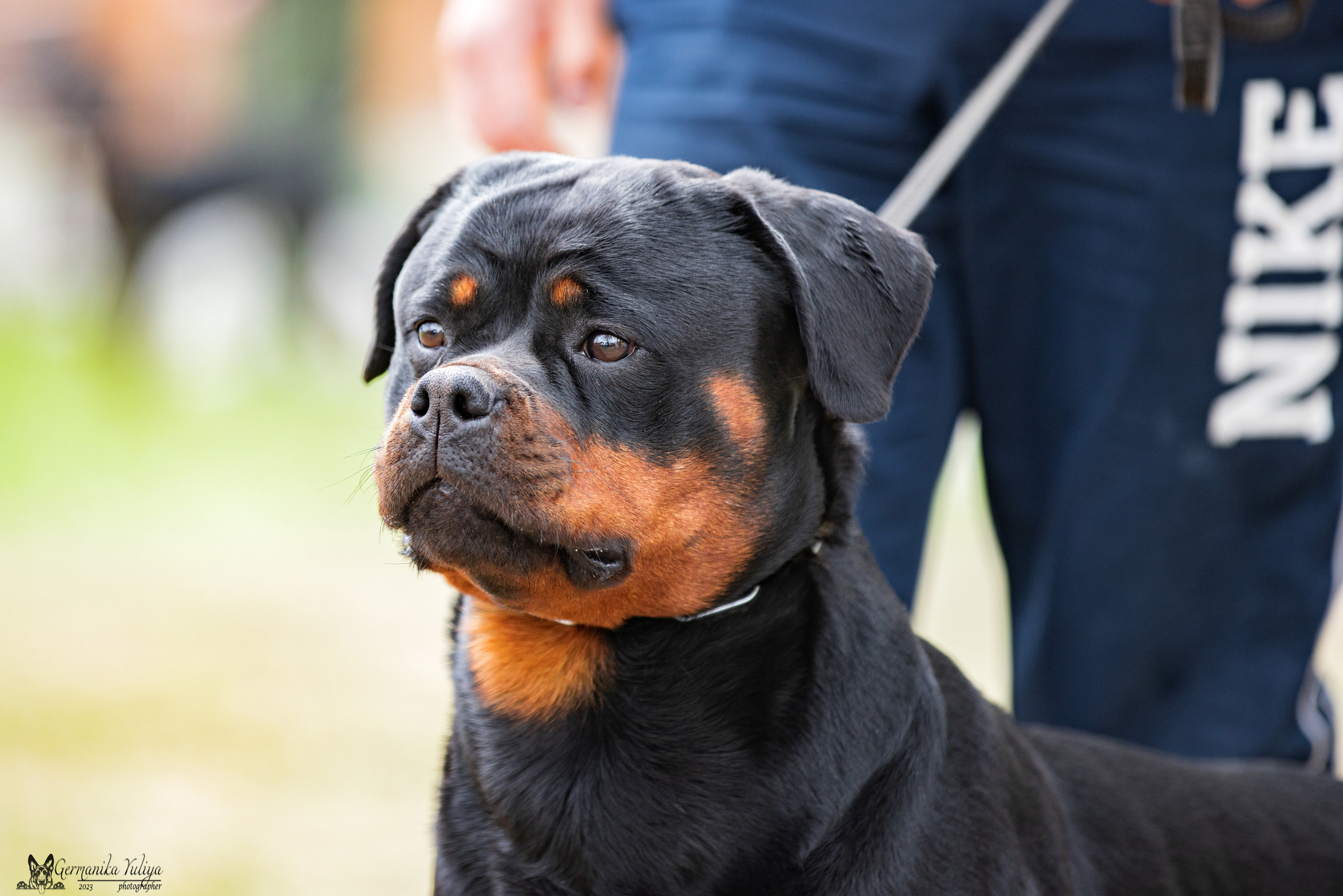 Саратов 2хмоно ротвейлеров 22-23.04.2023. Фотограф-анималист Юлия Германика