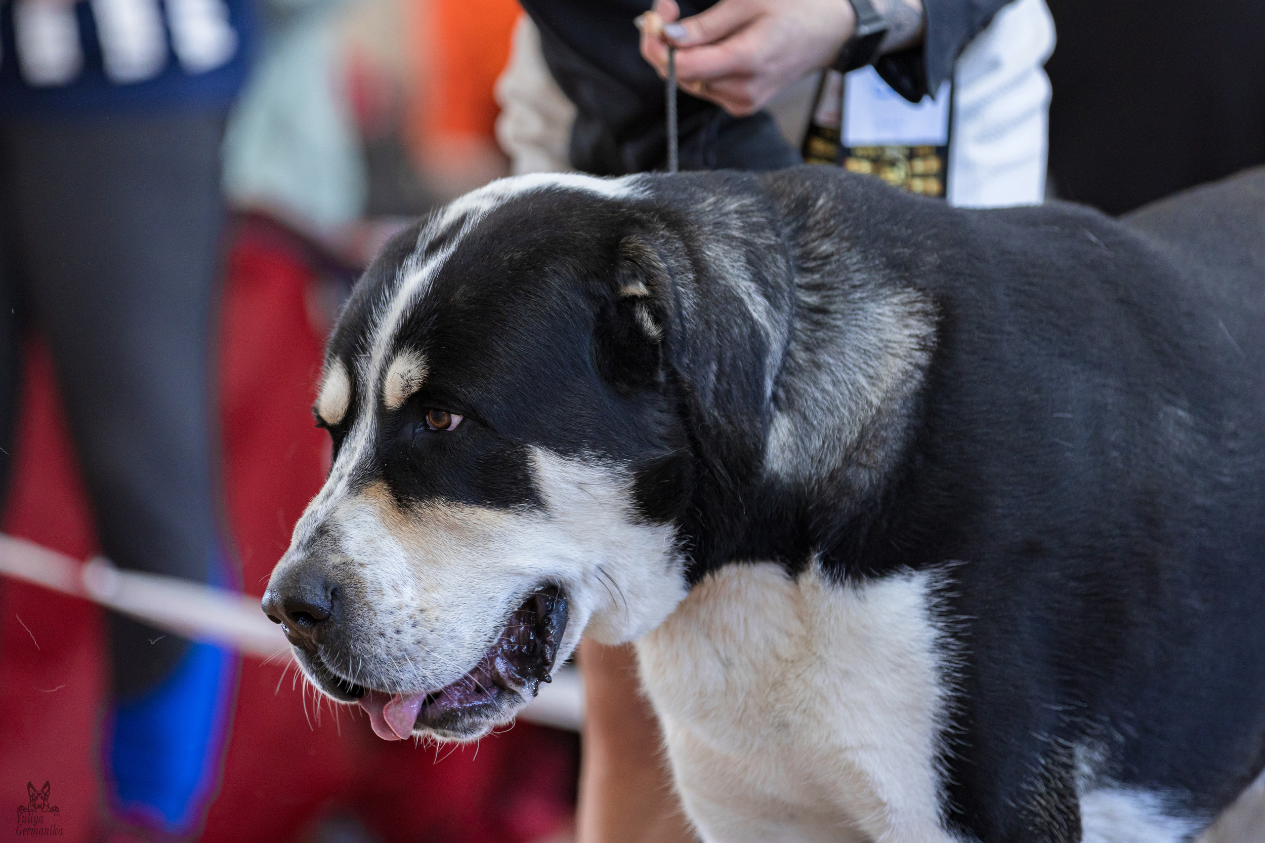 Тверь 01.04.2023. Фотограф-анималист Юлия Германика