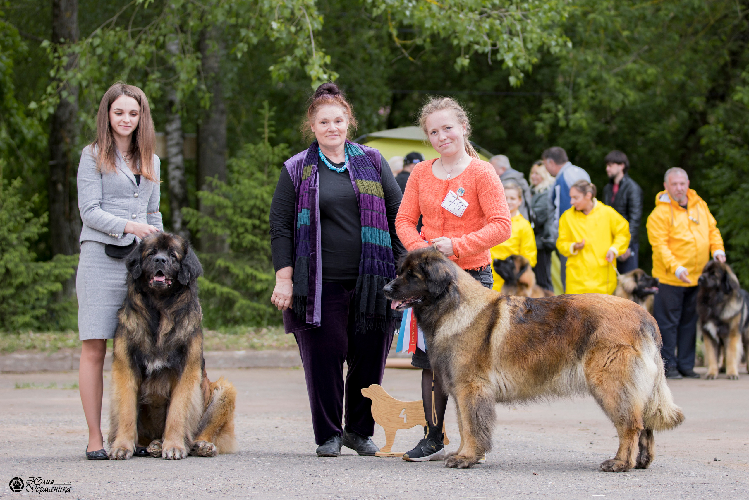 Националка Леонбергеров 28.05.2023. Фотограф-анималист Юлия Германика