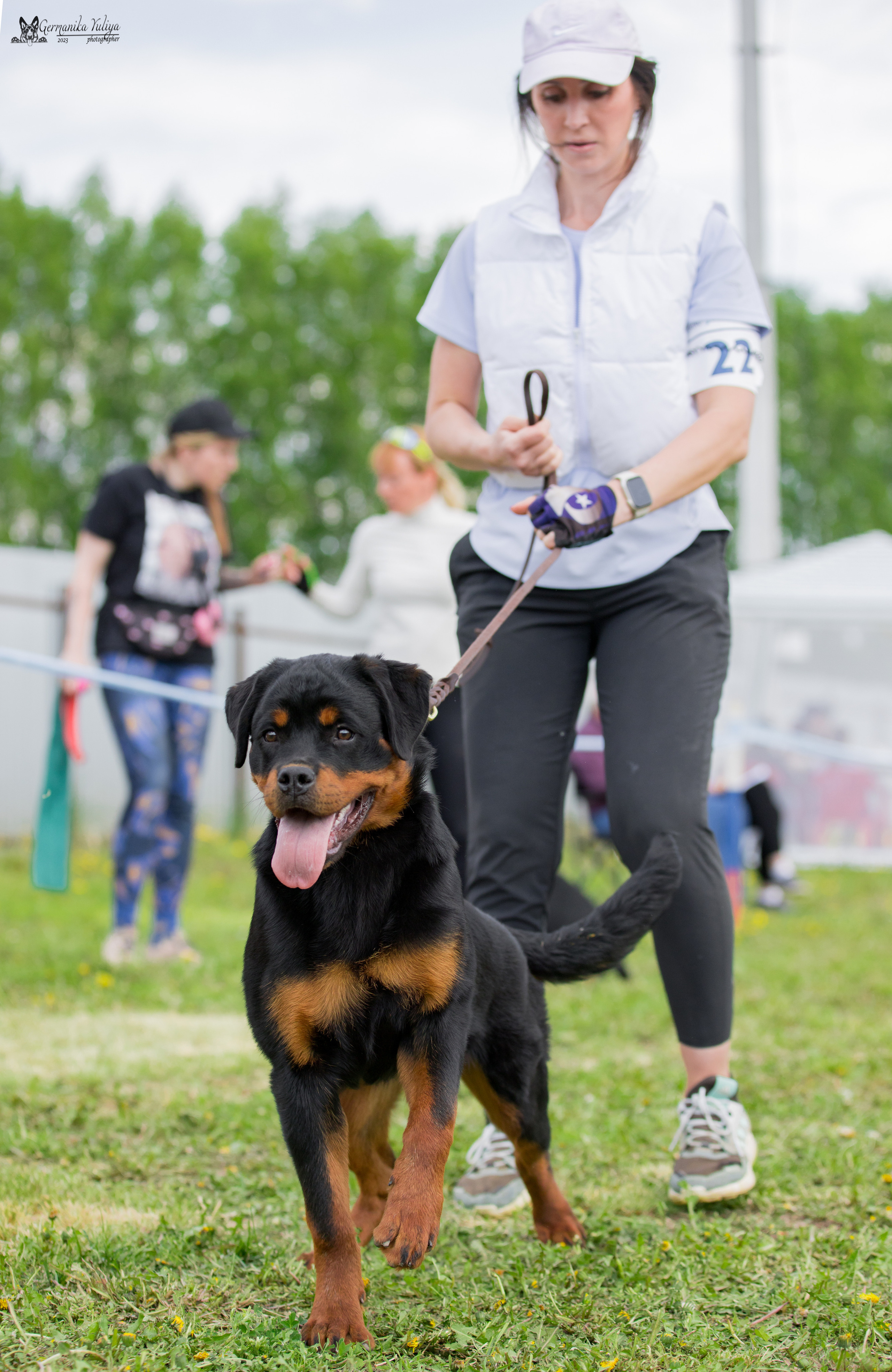 Нижний Новгород моно ротвейлеров 13.05.2023. Фотограф-анималист Юлия Германика