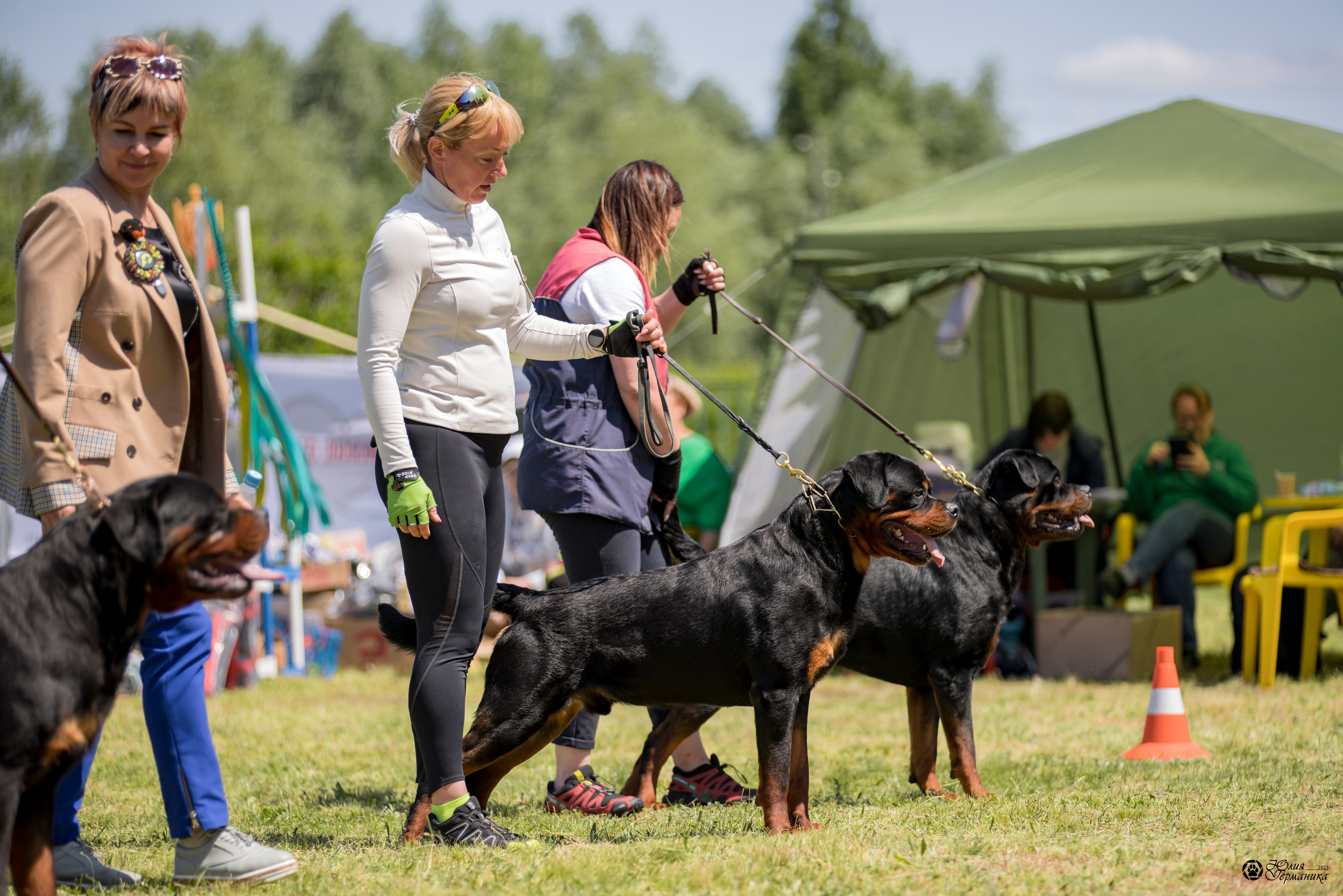 Воронеж 2хмоно ротвейлеров 3-4.06.2023. Фотограф-анималист Юлия Германика