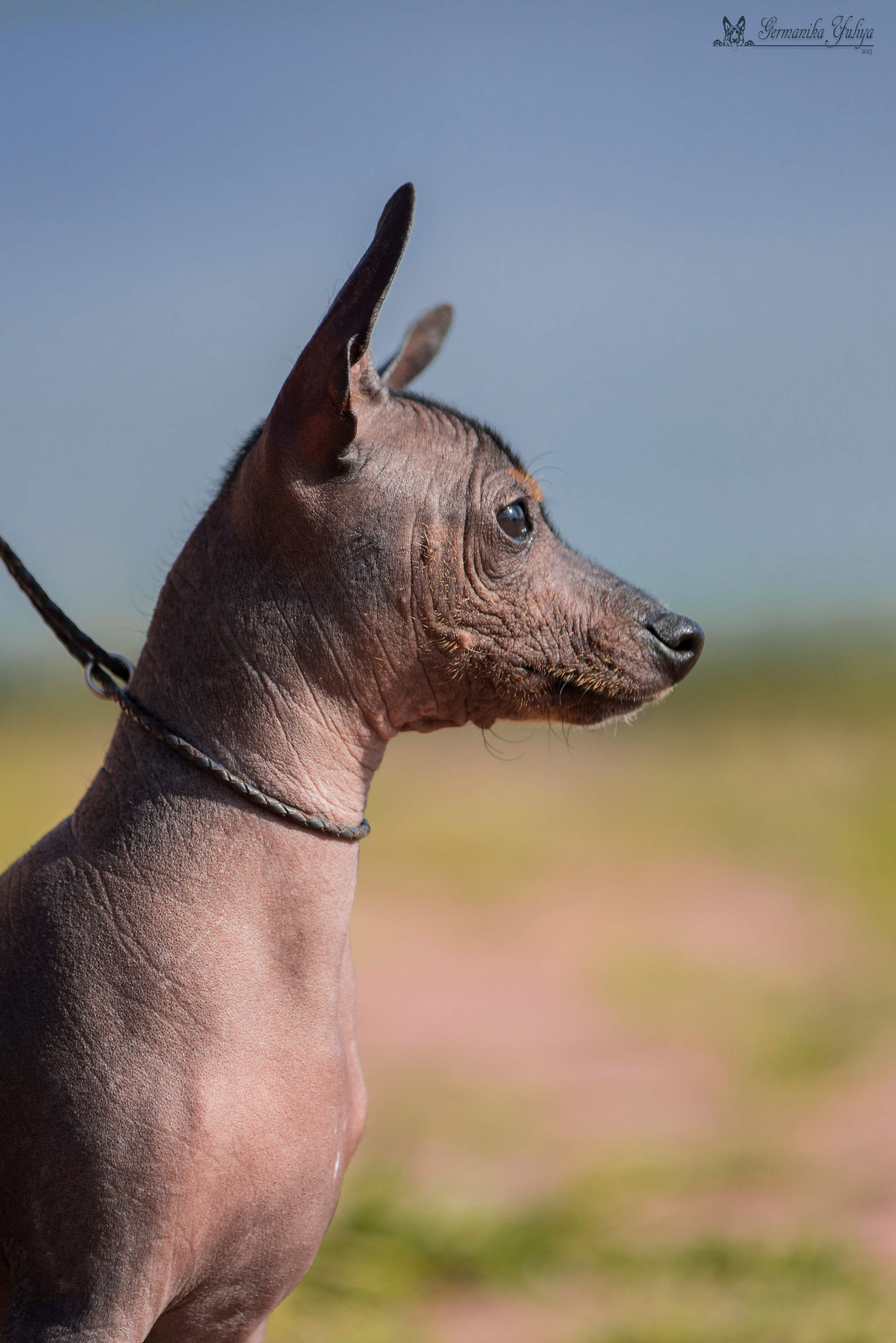 Волжанка 8.07.2023. Фотограф-анималист Юлия Германика