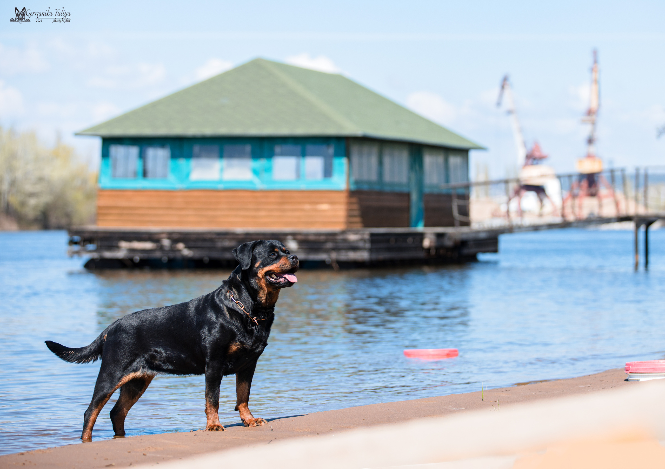 Саратов 2хмоно ротвейлеров 22-23.04.2023. Фотограф-анималист Юлия Германика