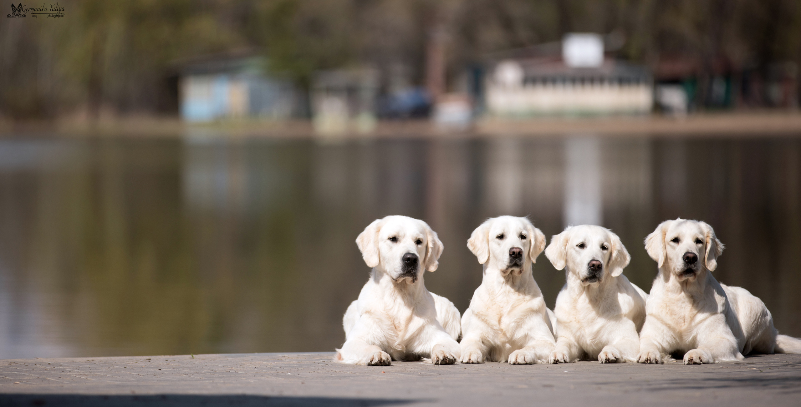 Голдены Саратов 24.04.2023. Фотограф-анималист Юлия Германика
