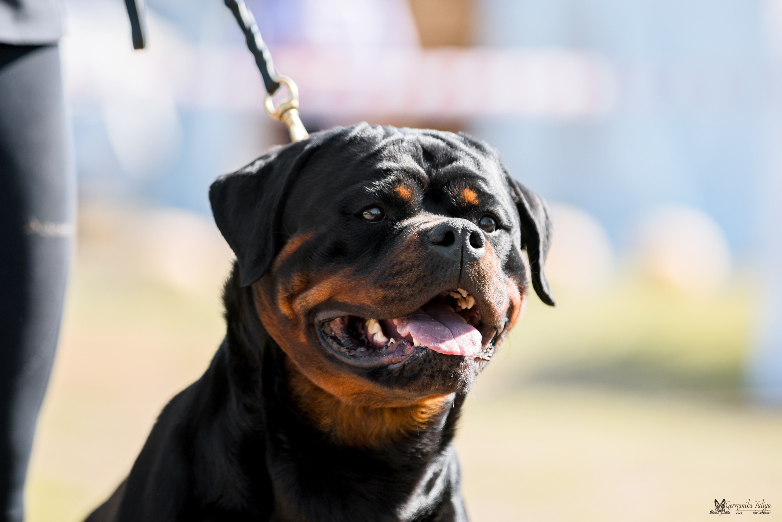 Саратов 2хмоно ротвейлеров 22-23.04.2023. Фотограф-анималист Юлия Германика