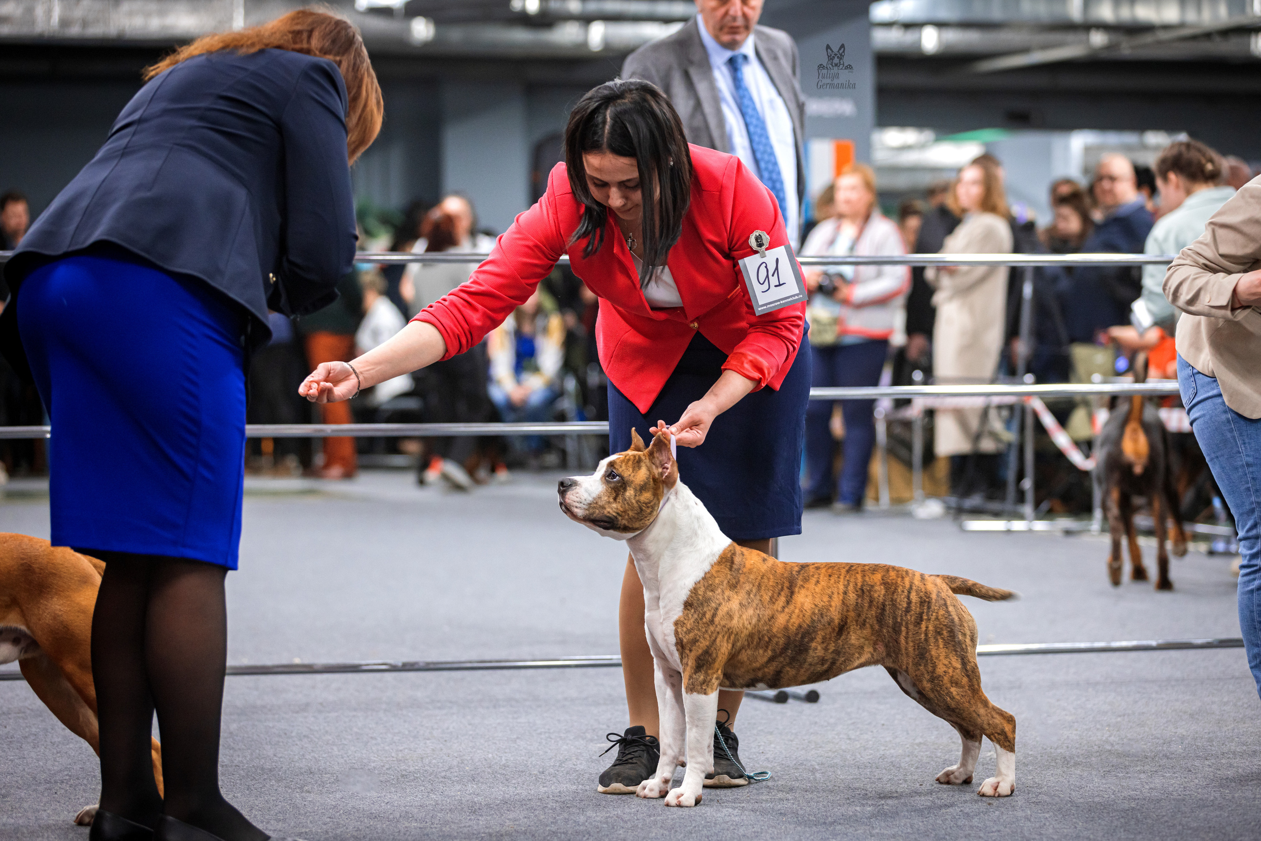 Сфера+доберманы 02.04.2023. Фотограф-анималист Юлия Германика