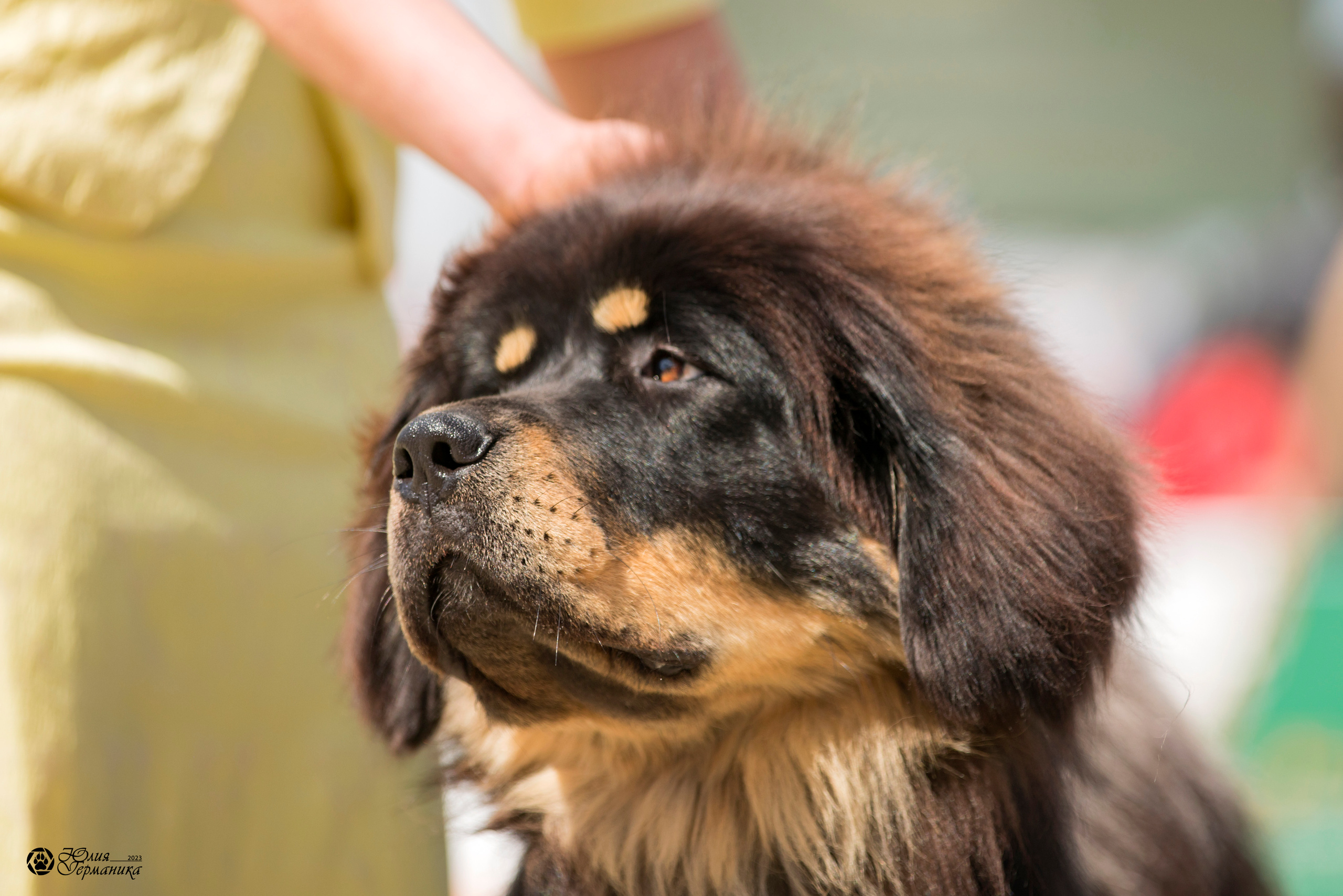 Россия 10-11.06.2023. Фотограф-анималист Юлия Германика