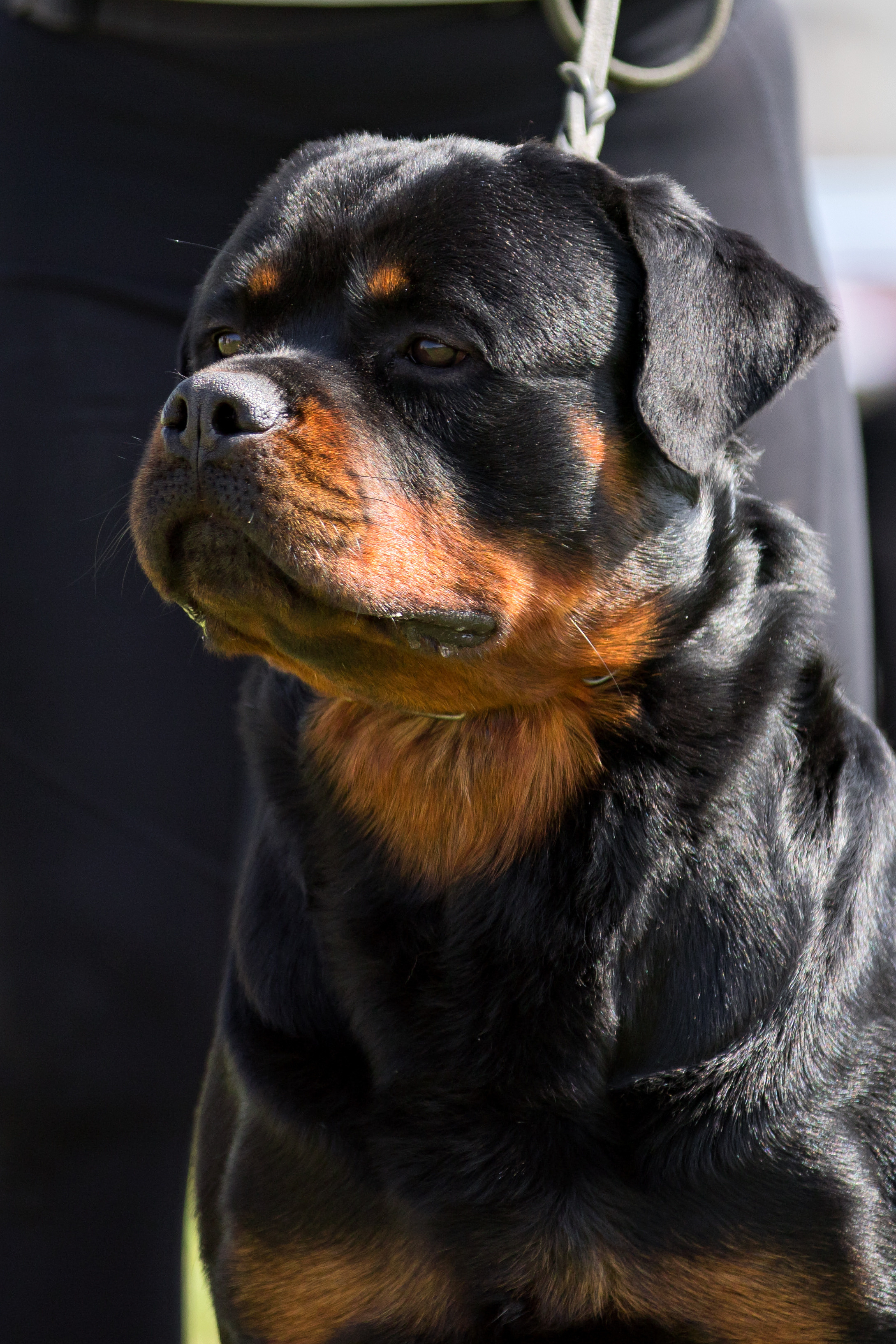 Нижний Новгород моно ротвейлеров 13.05.2023. Фотограф-анималист Юлия Германика
