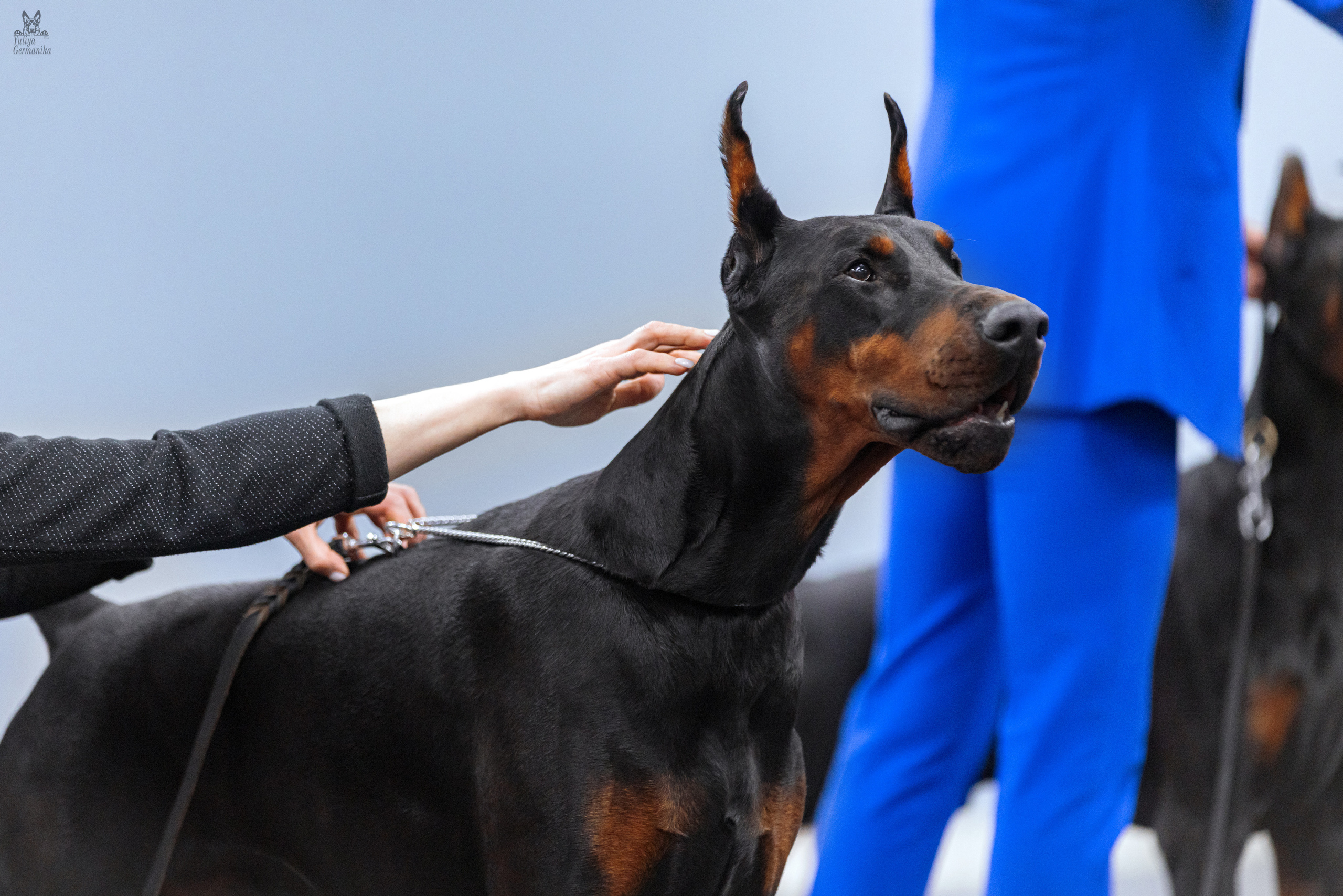 Сфера+доберманы 02.04.2023. Фотограф-анималист Юлия Германика