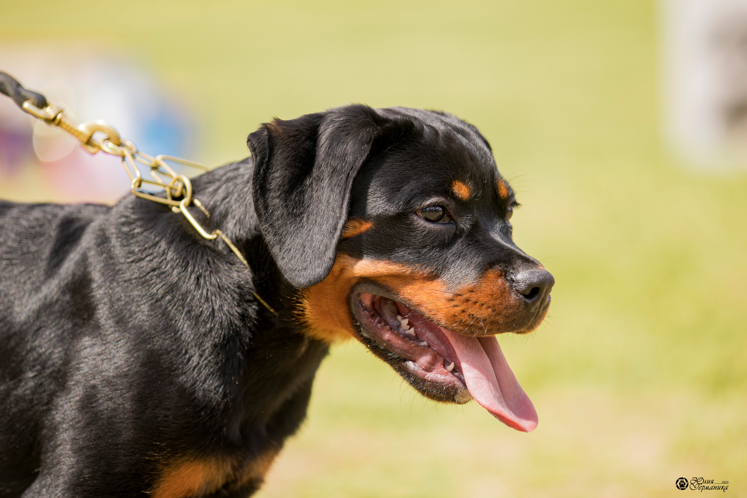 Воронеж 2хмоно ротвейлеров 3-4.06.2023. Фотограф-анималист Юлия Германика
