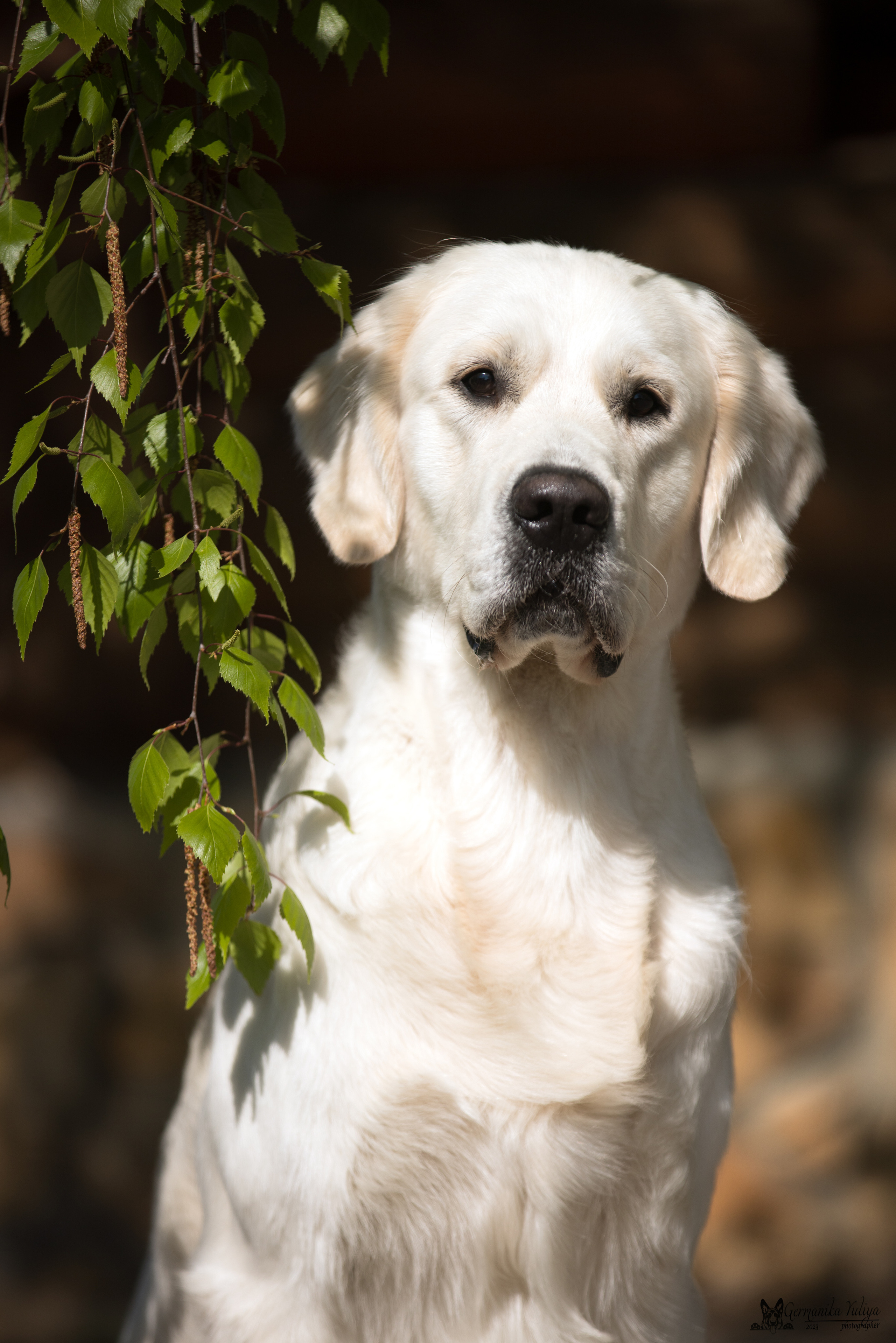 Голдены Саратов 24.04.2023. Фотограф-анималист Юлия Германика