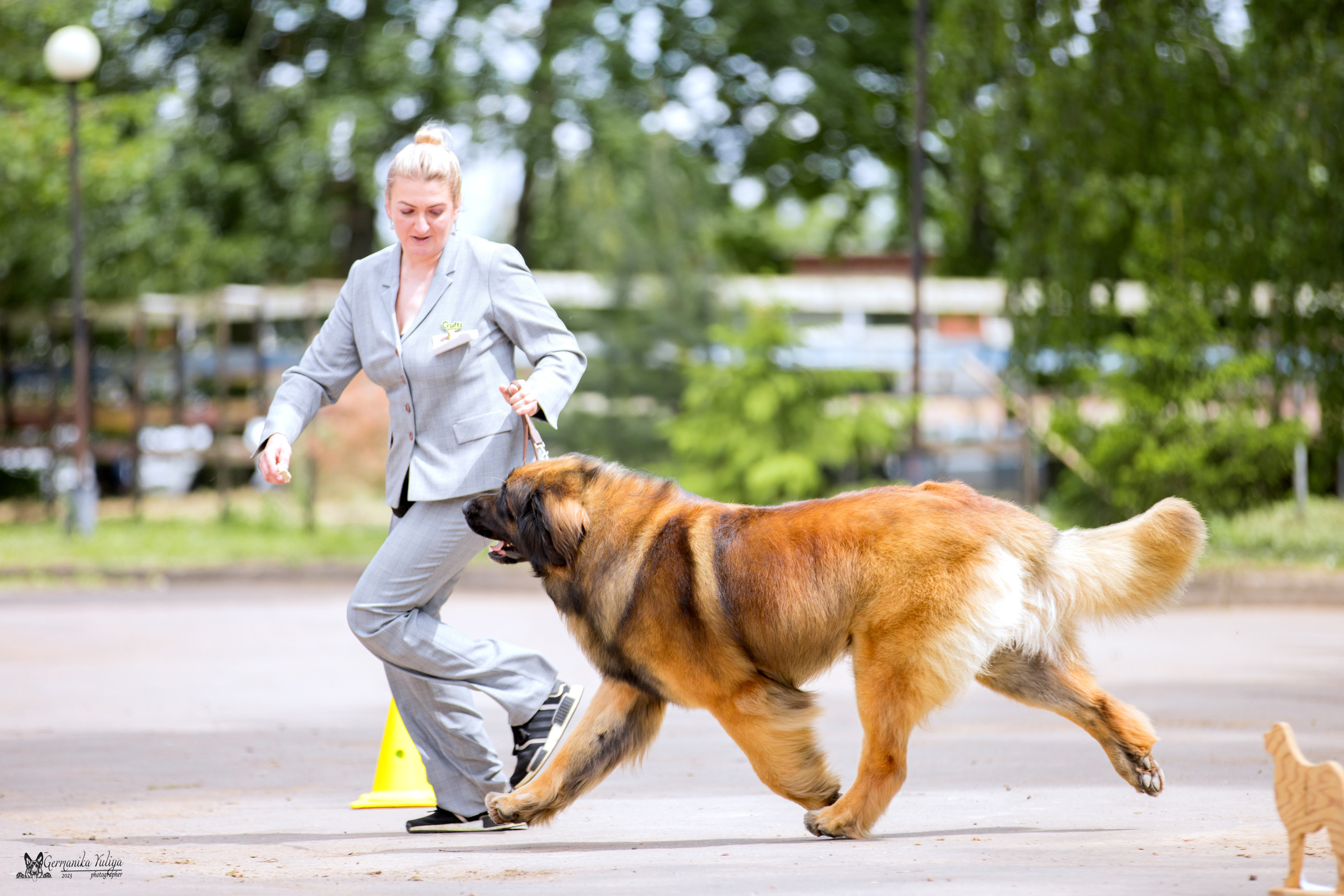 Националка Леонбергеров 28.05.2023. Фотограф-анималист Юлия Германика