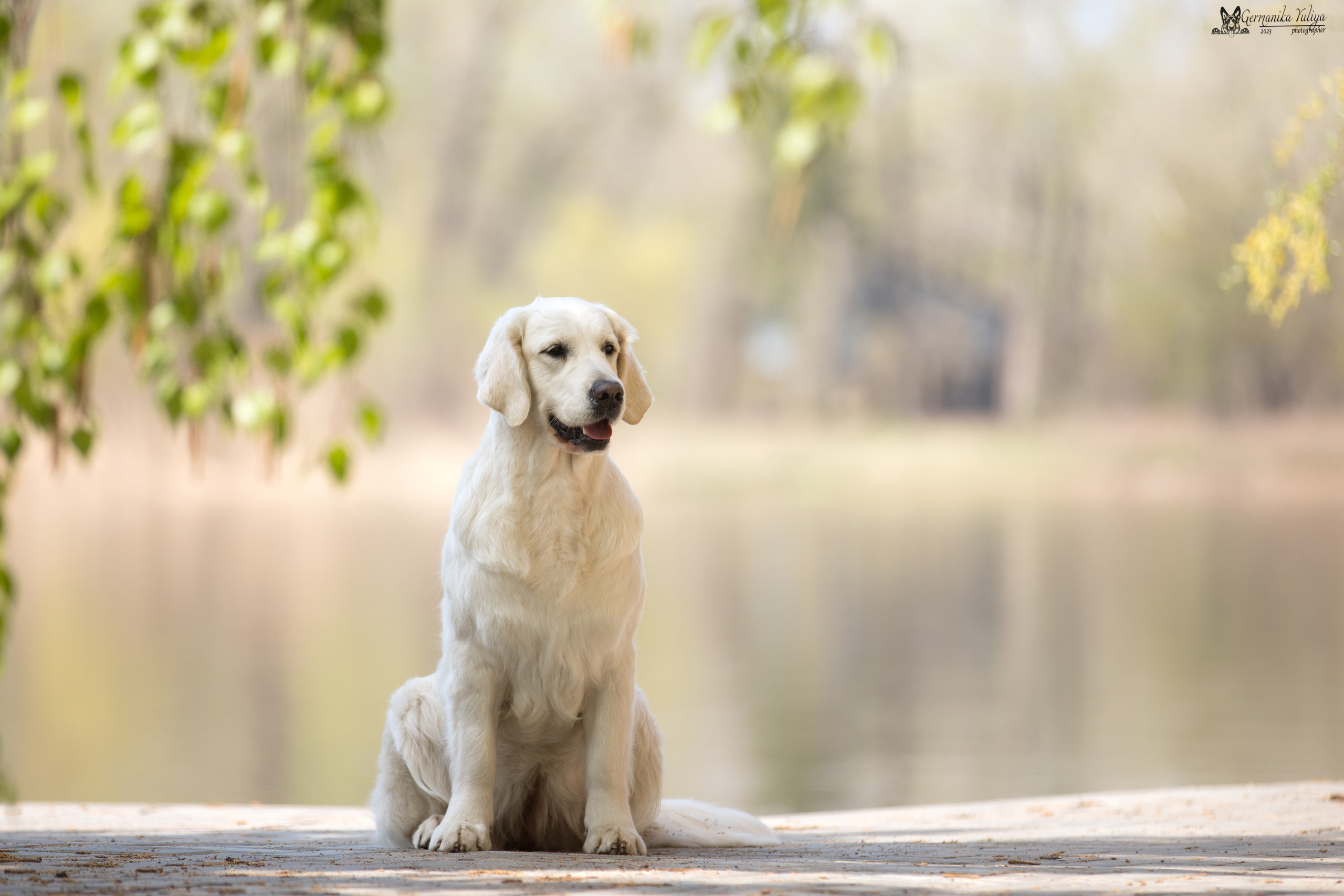 Голдены Саратов 24.04.2023. Фотограф-анималист Юлия Германика