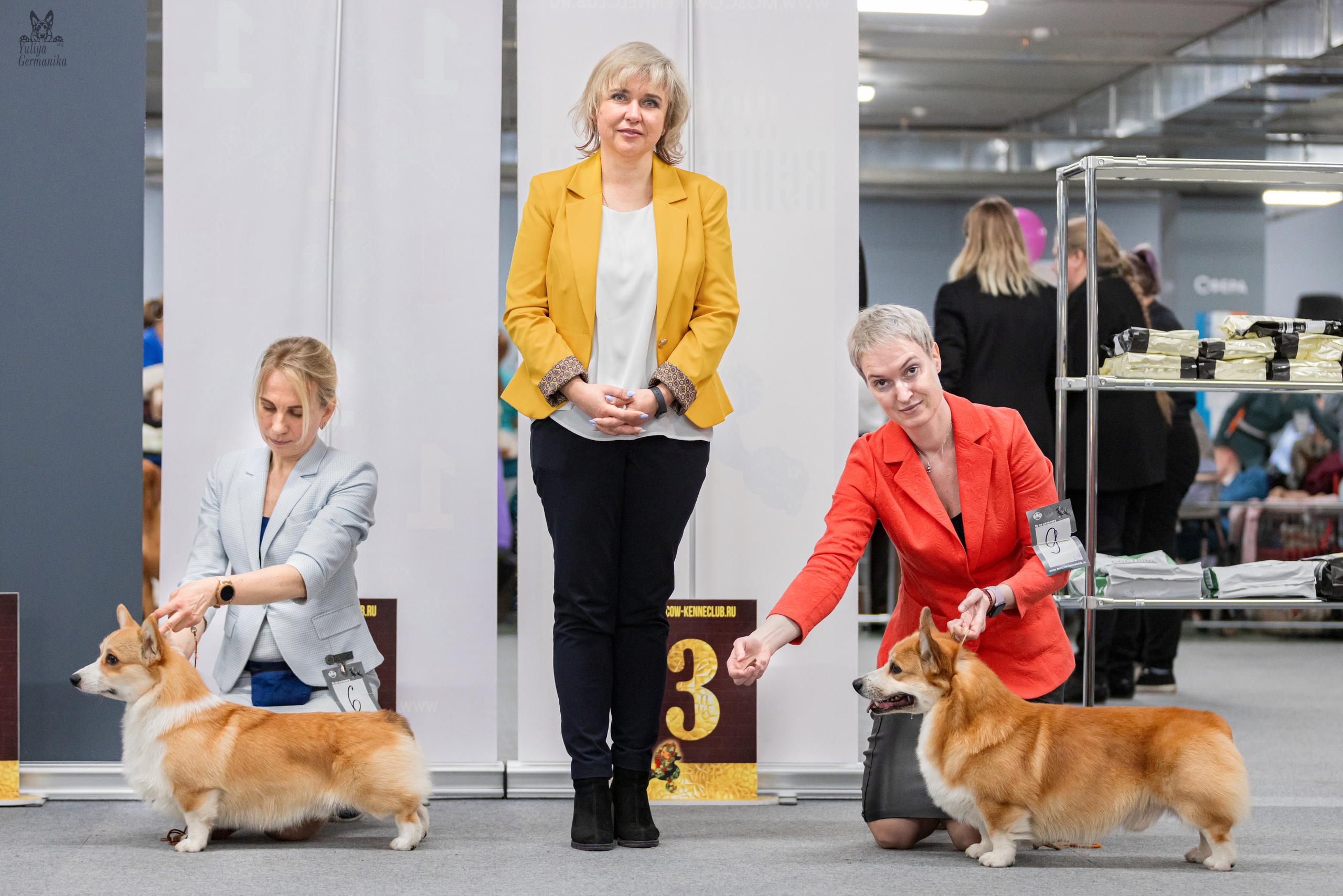 Сфера+доберманы 02.04.2023. Фотограф-анималист Юлия Германика