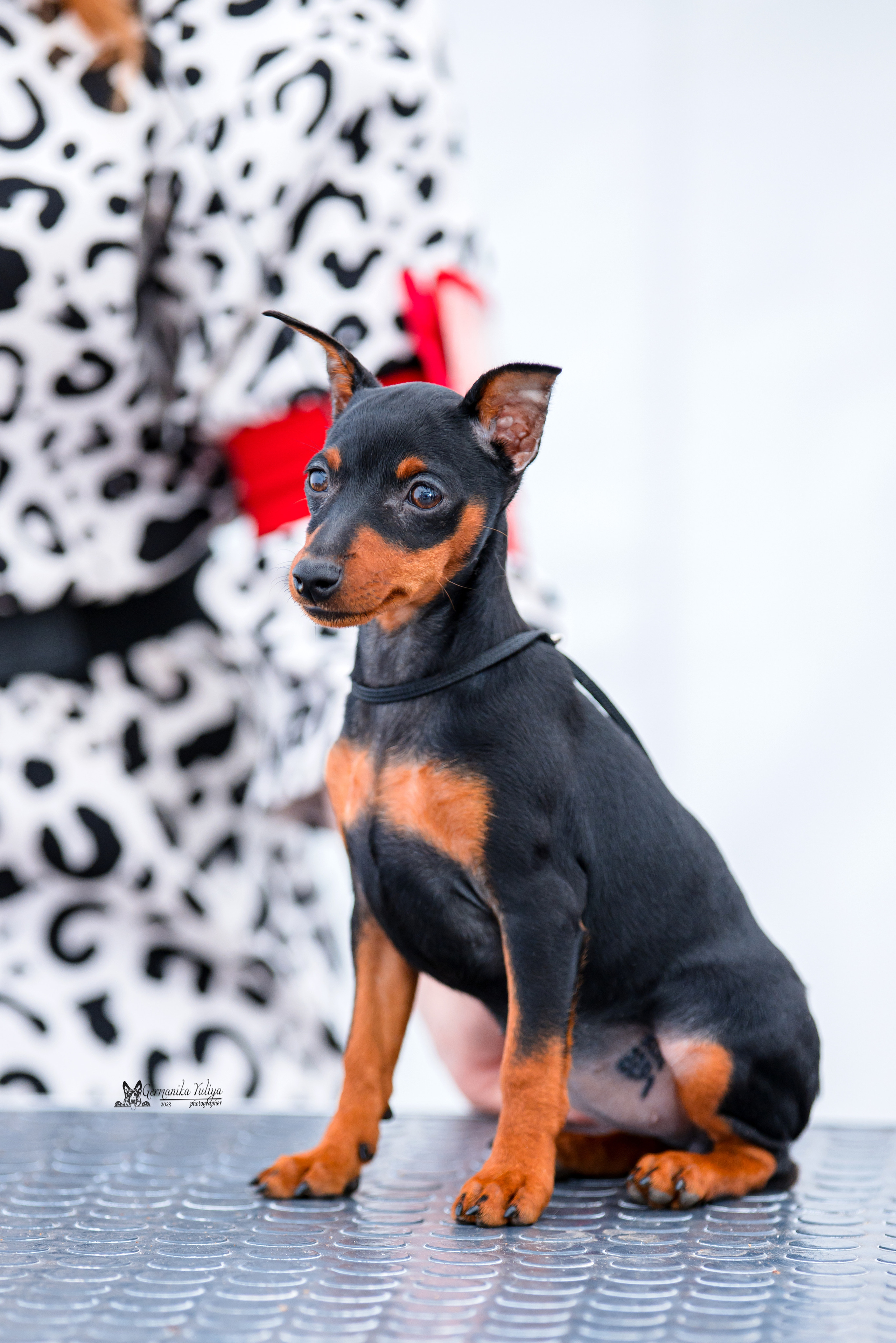 Измайлово 21.05.2023. Фотограф-анималист Юлия Германика