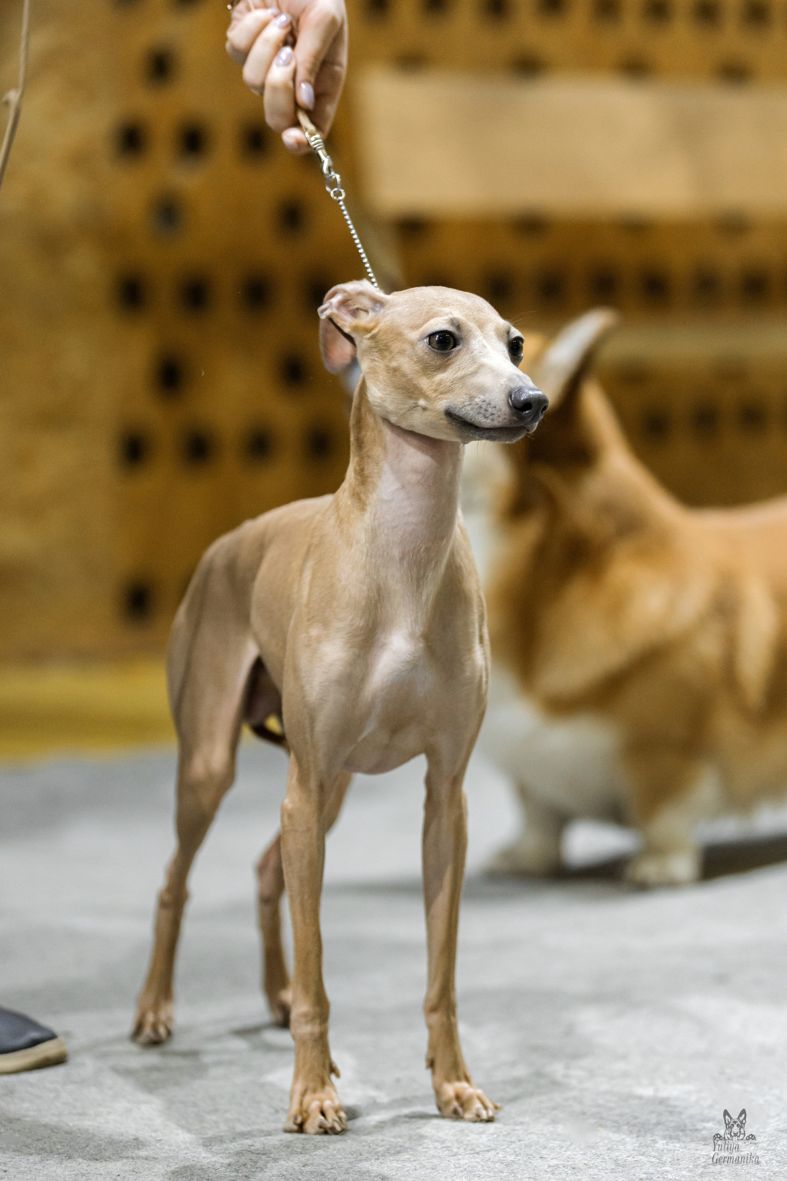 Тверь 01.04.2023. Фотограф-анималист Юлия Германика