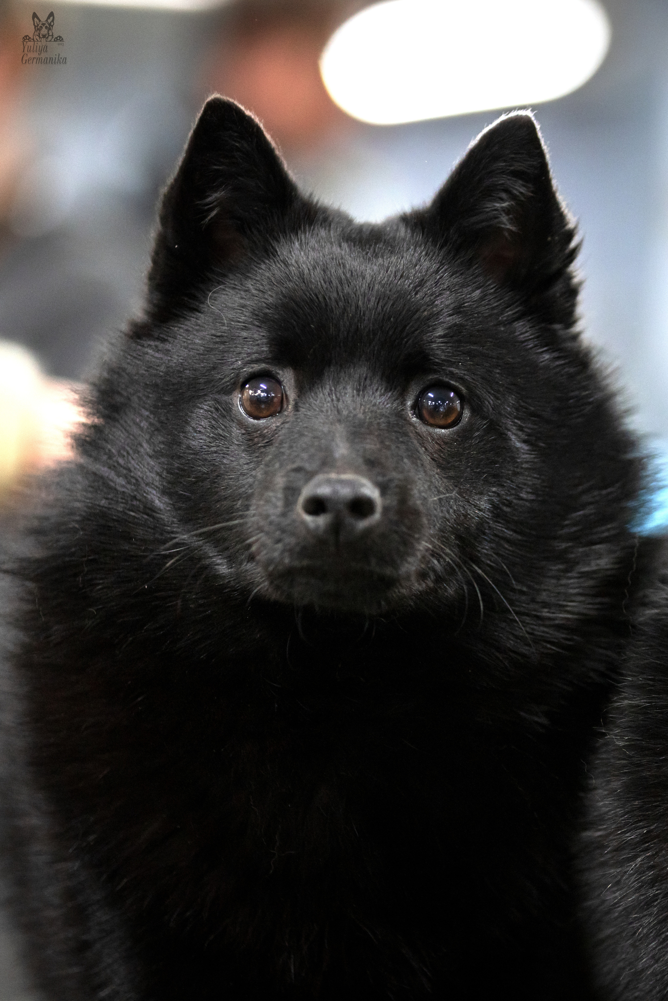 Сфера 25-26.03.2023. Фотограф-анималист Юлия Германика