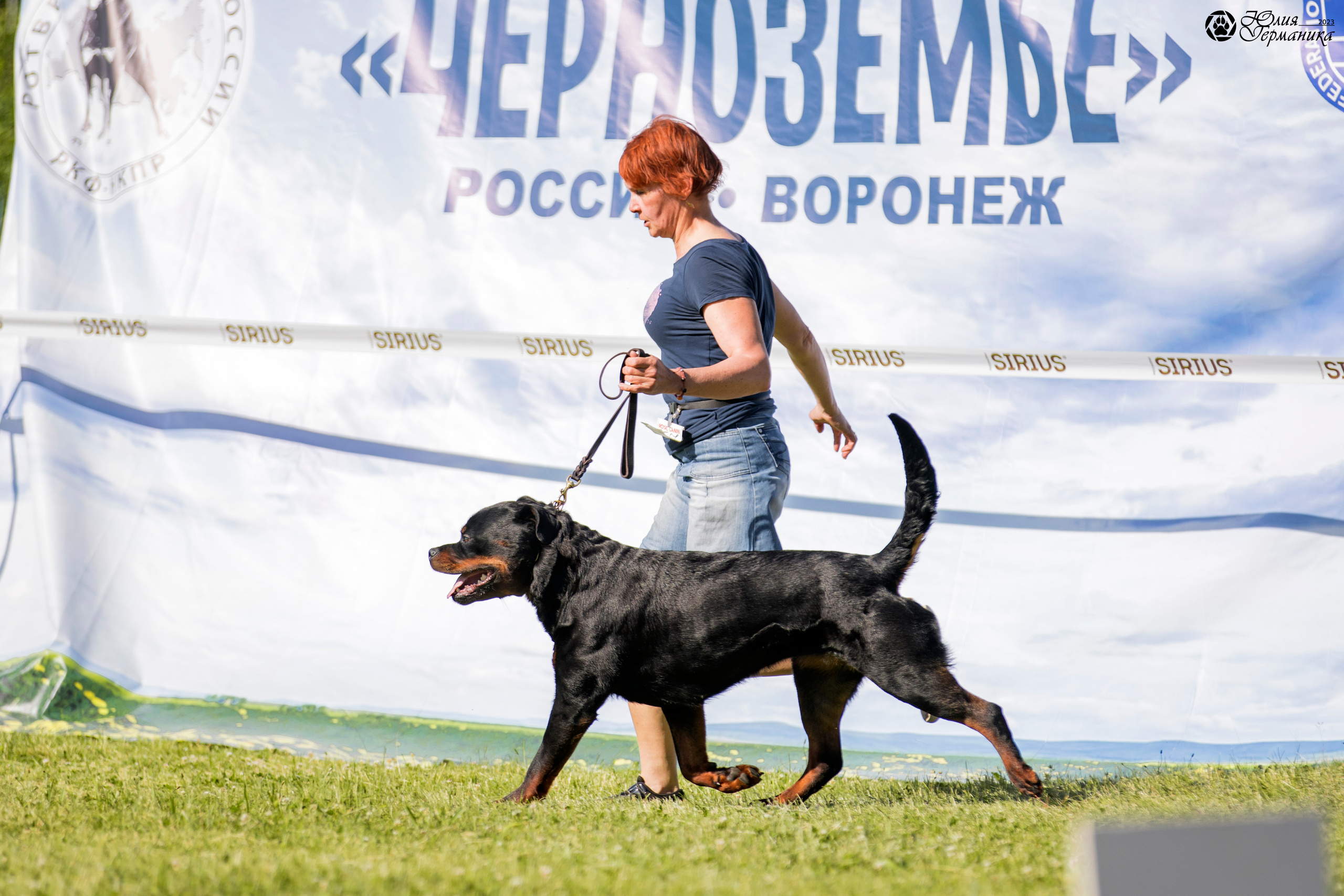 Воронеж 2хмоно ротвейлеров 3-4.06.2023. Фотограф-анималист Юлия Германика
