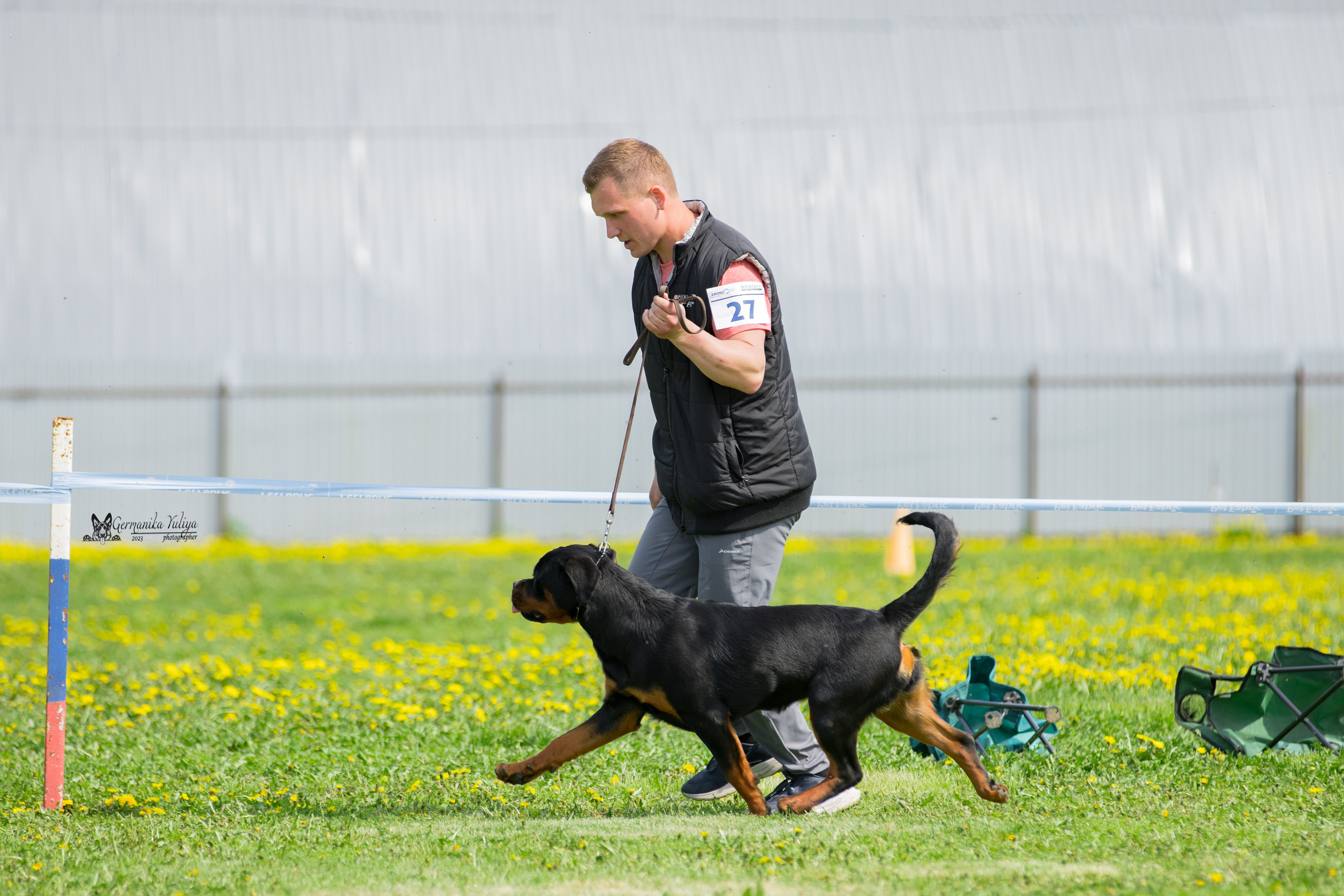 Нижний Новгород моно ротвейлеров 13.05.2023. Фотограф-анималист Юлия Германика