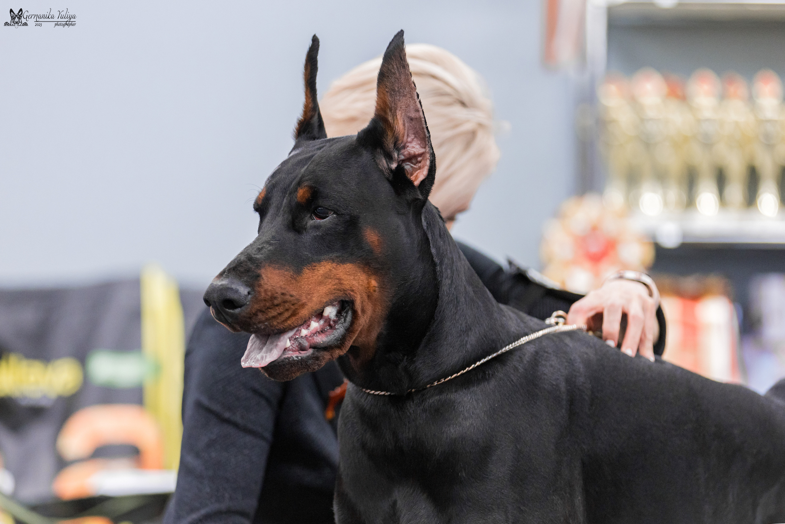 Сфера+доберманы 02.04.2023. Фотограф-анималист Юлия Германика