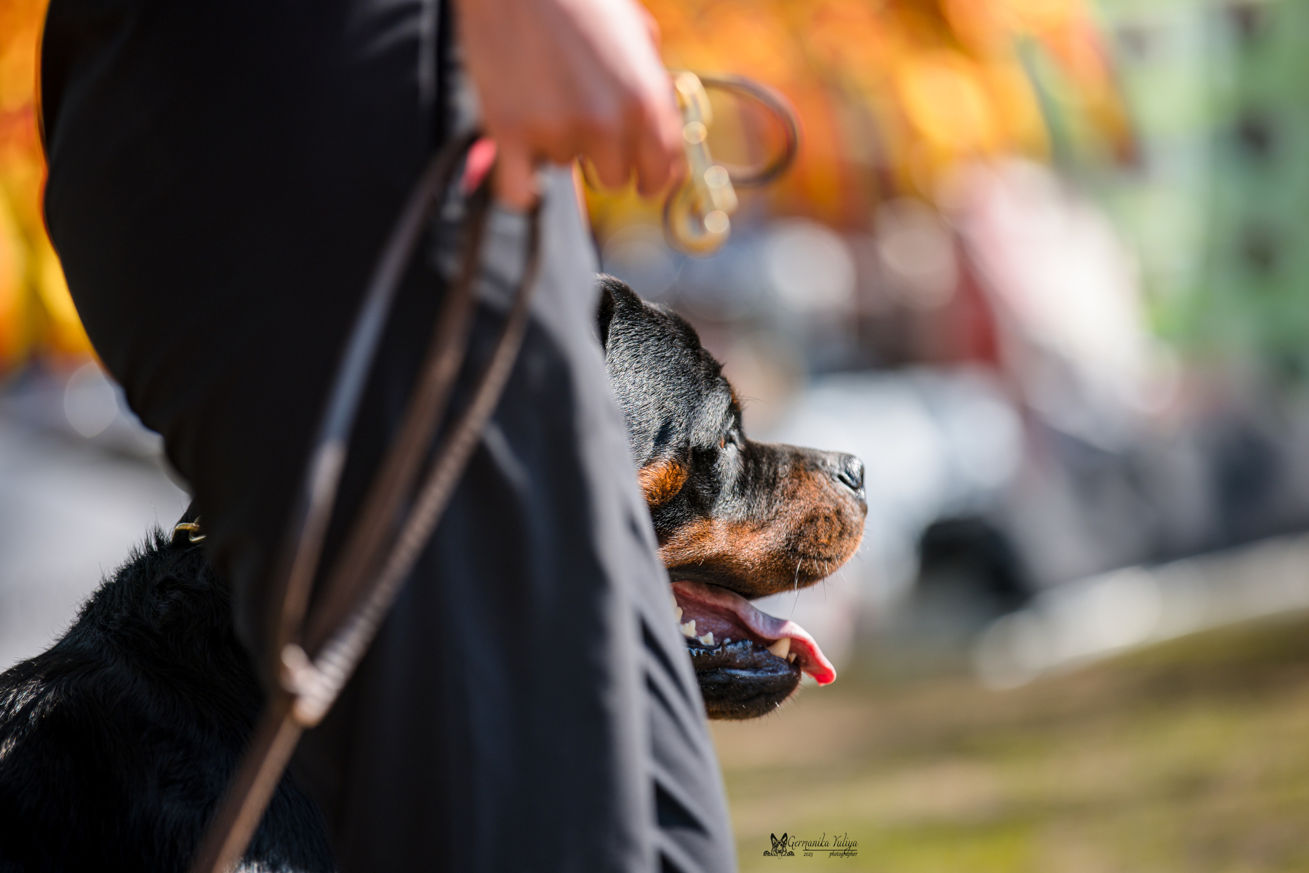 Саратов 2хмоно ротвейлеров 22-23.04.2023. Фотограф-анималист Юлия Германика