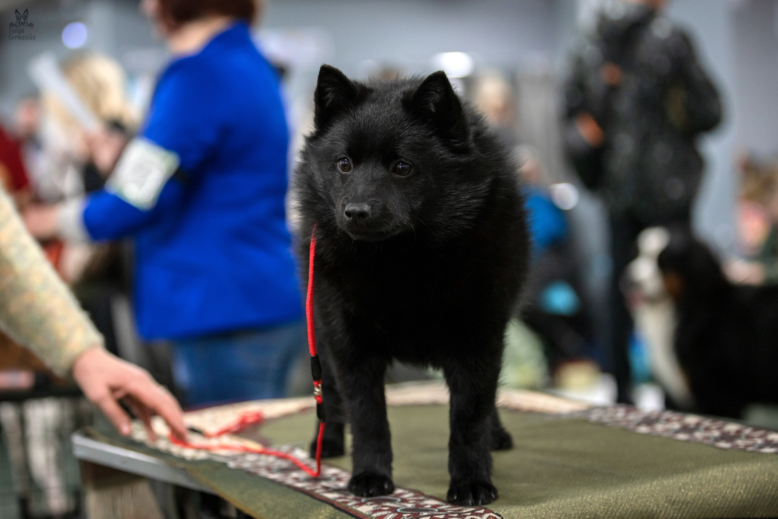 Сфера 25-26.03.2023. Фотограф-анималист Юлия Германика