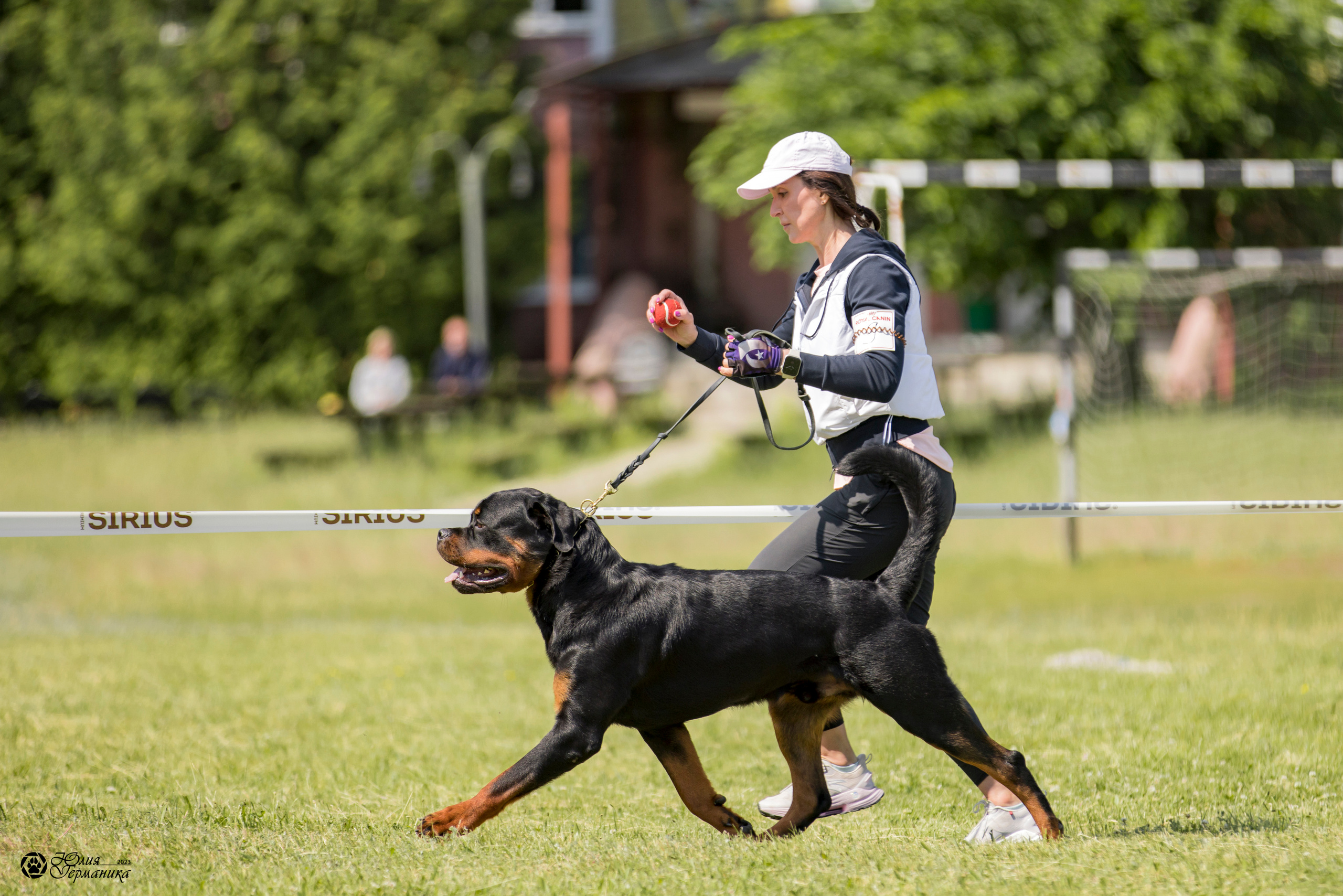 Воронеж 2хмоно ротвейлеров 3-4.06.2023. Фотограф-анималист Юлия Германика