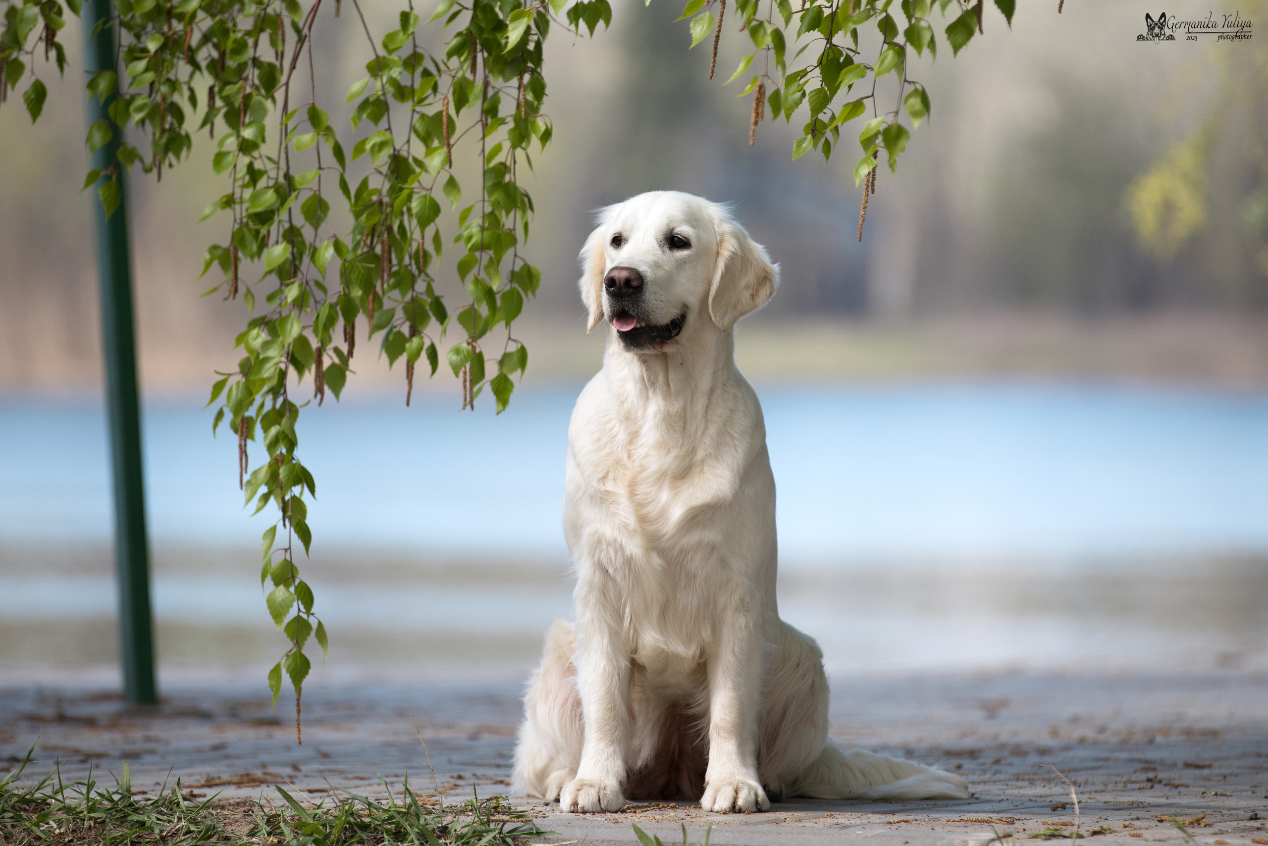 Голдены Саратов 24.04.2023. Фотограф-анималист Юлия Германика