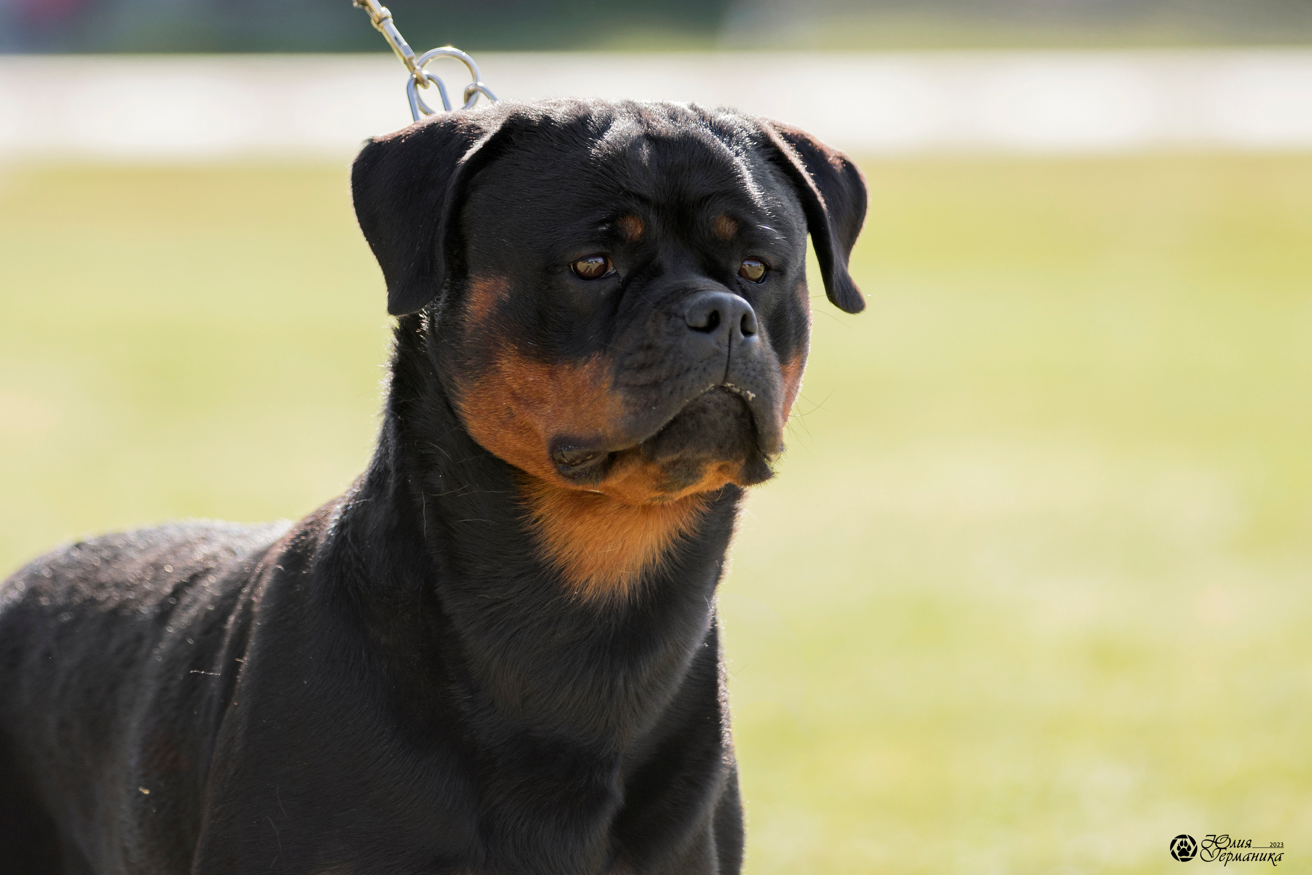 Воронеж 2хмоно ротвейлеров 3-4.06.2023. Фотограф-анималист Юлия Германика