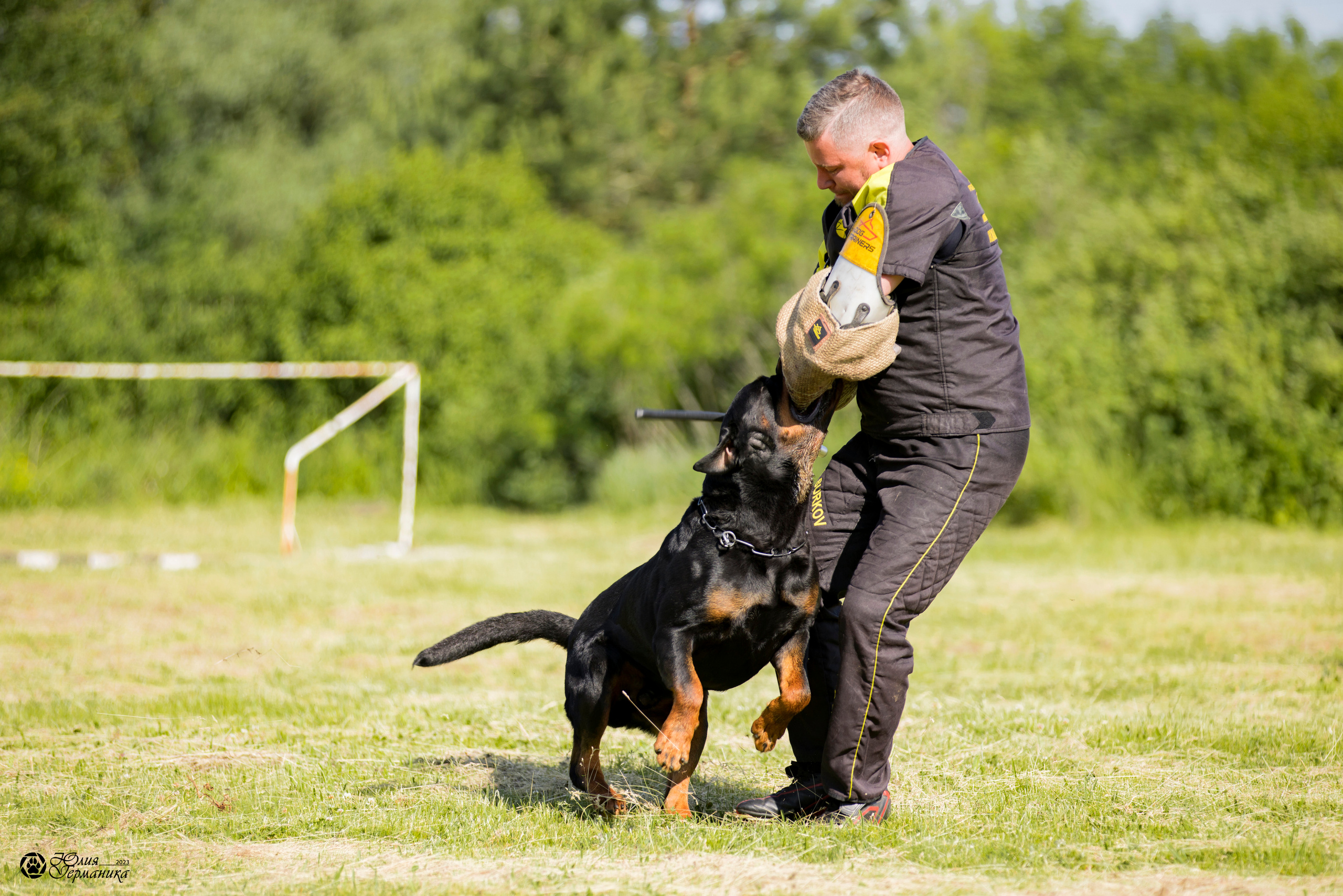 Воронеж 2хмоно ротвейлеров 3-4.06.2023. Фотограф-анималист Юлия Германика