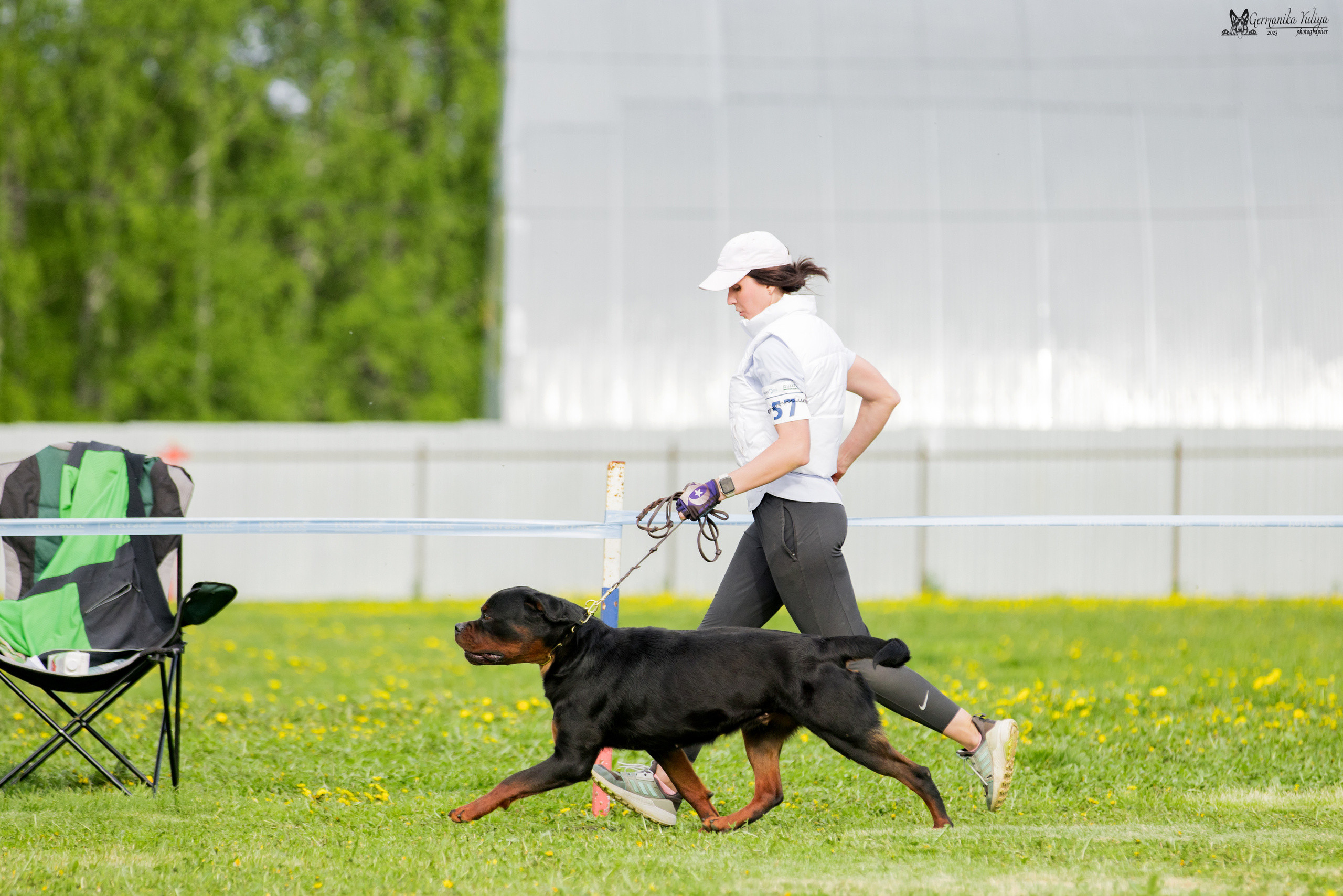 Нижний Новгород моно ротвейлеров 13.05.2023. Фотограф-анималист Юлия Германика