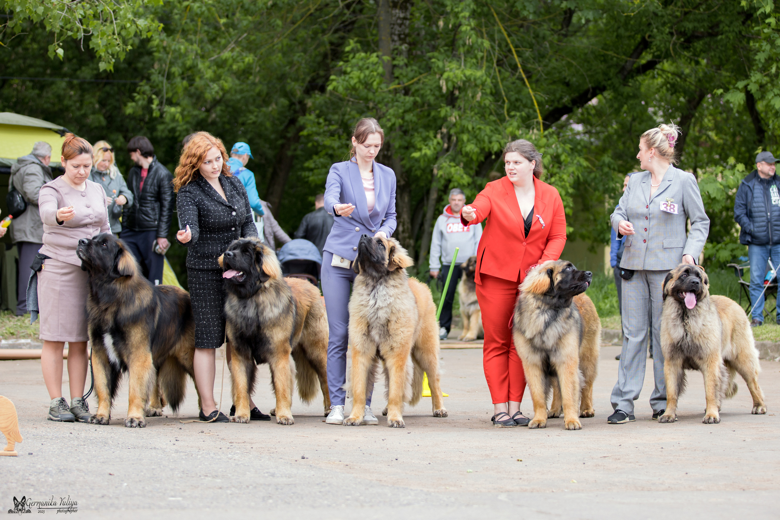 Националка Леонбергеров 28.05.2023. Фотограф-анималист Юлия Германика