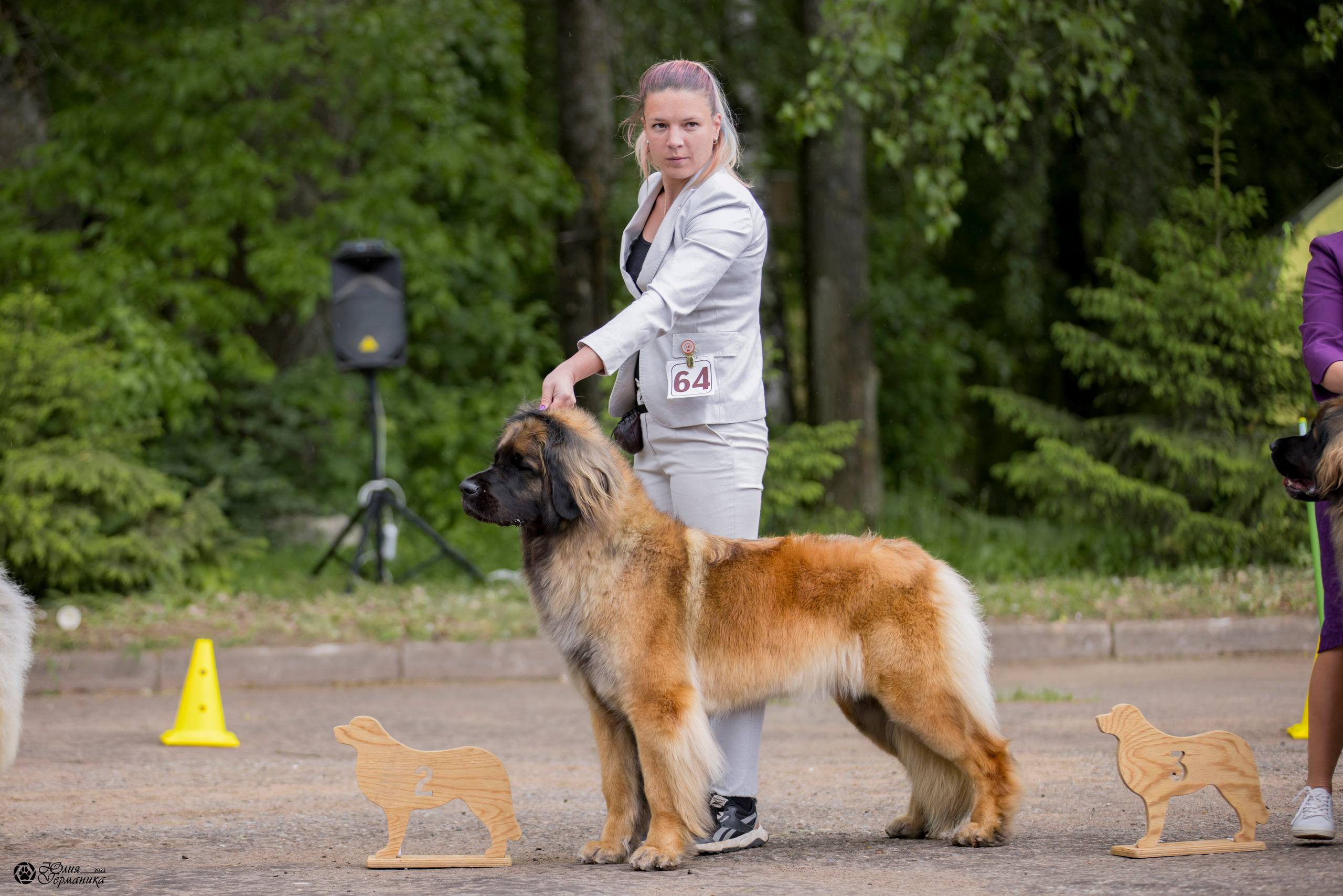 Националка Леонбергеров 28.05.2023. Фотограф-анималист Юлия Германика