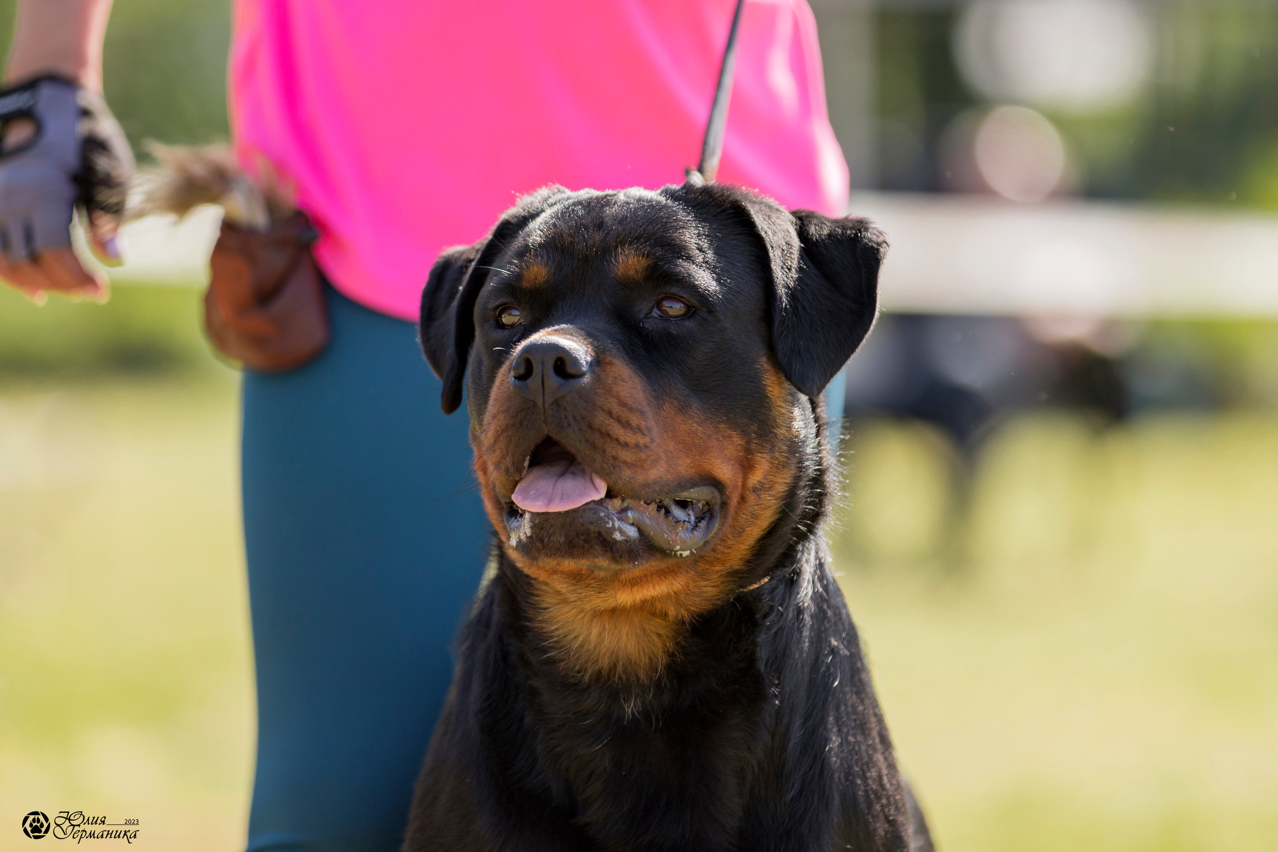Воронеж 2хмоно ротвейлеров 3-4.06.2023. Фотограф-анималист Юлия Германика