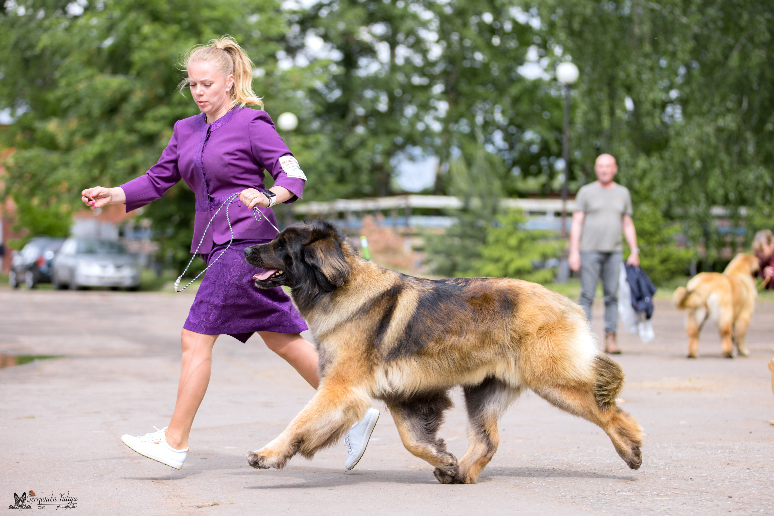 Националка Леонбергеров 28.05.2023. Фотограф-анималист Юлия Германика