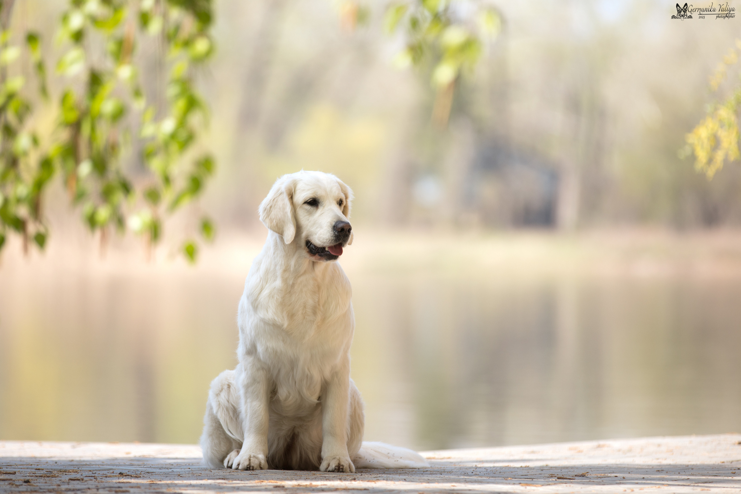 Голдены Саратов 24.04.2023. Фотограф-анималист Юлия Германика