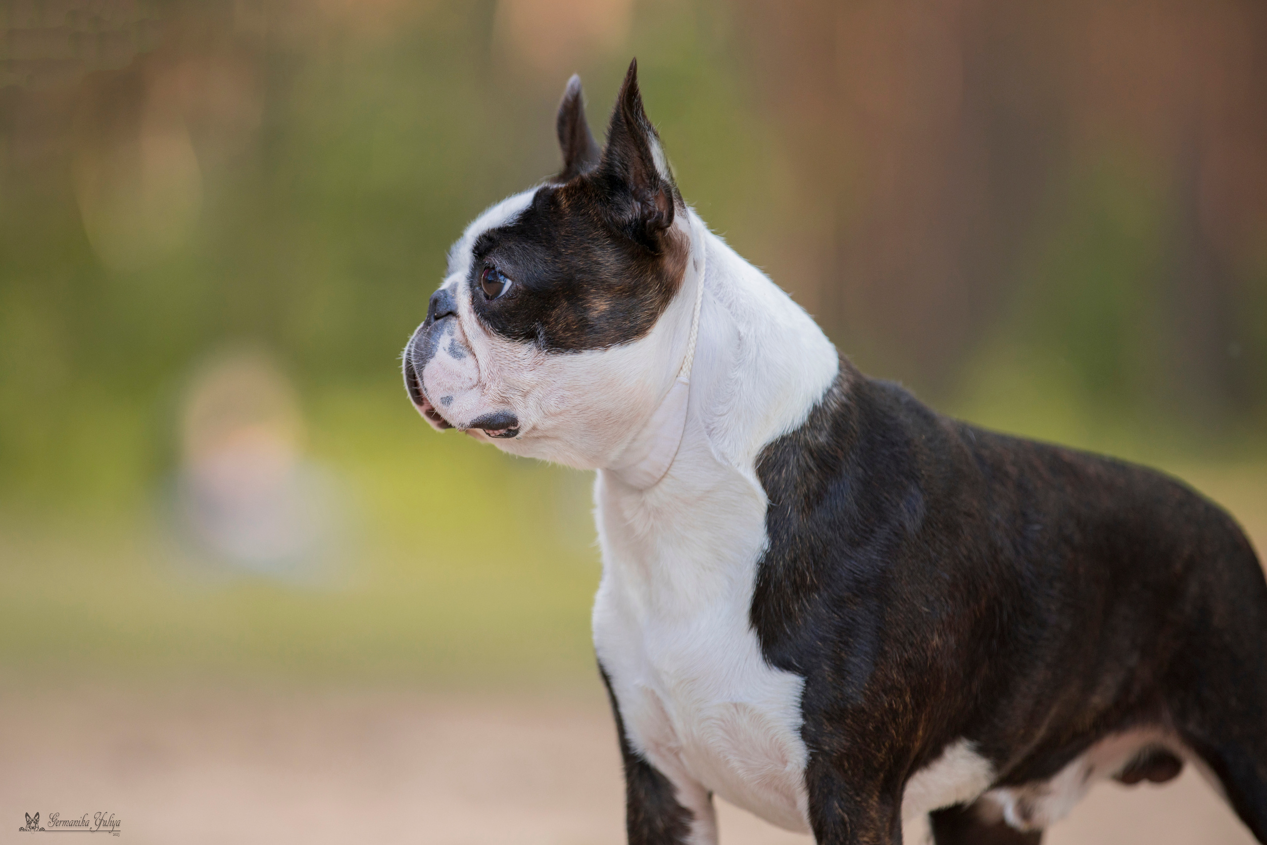 Владимир 1-2.07.2023. Фотограф-анималист Юлия Германика