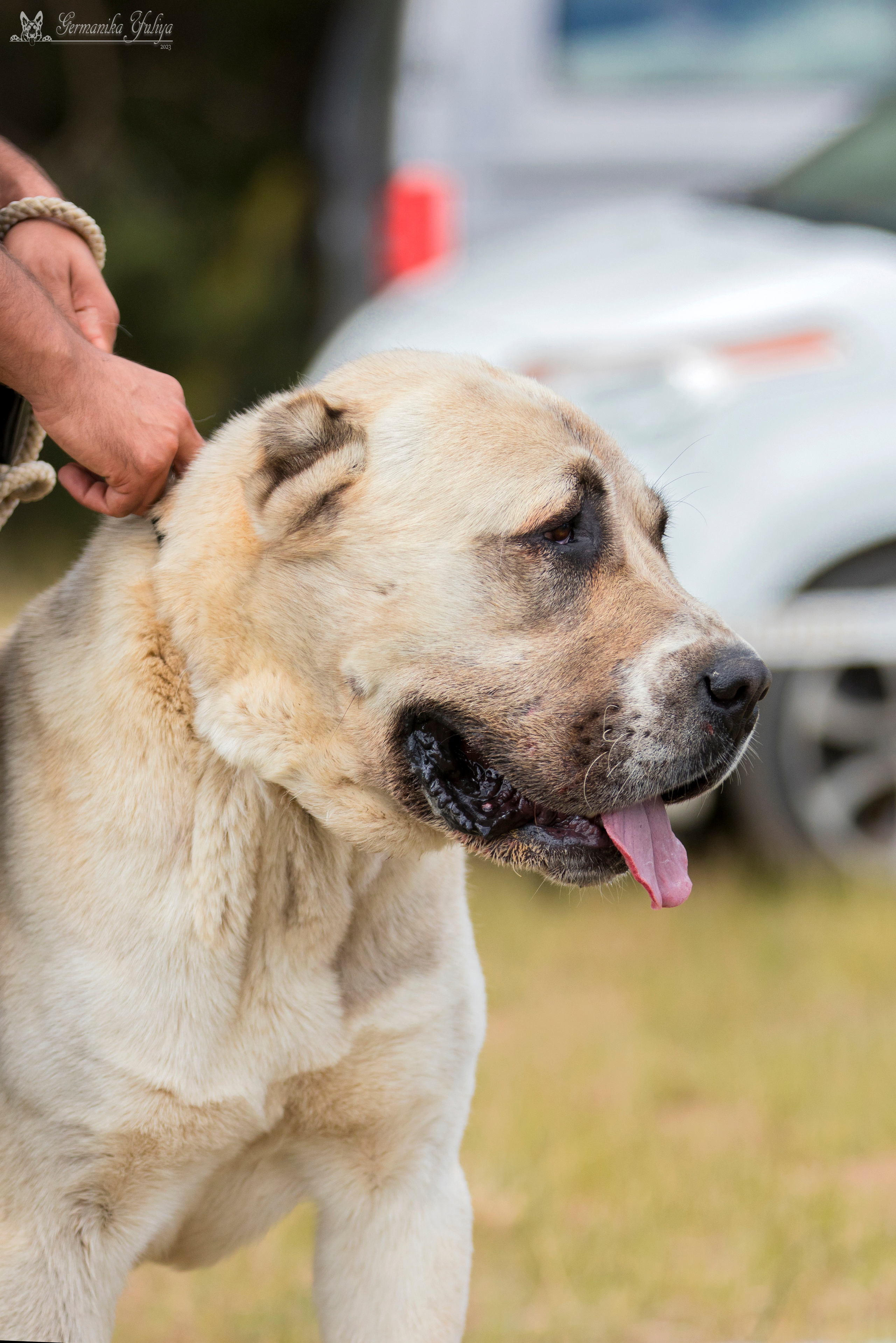 Волжанка 8.07.2023. Фотограф-анималист Юлия Германика