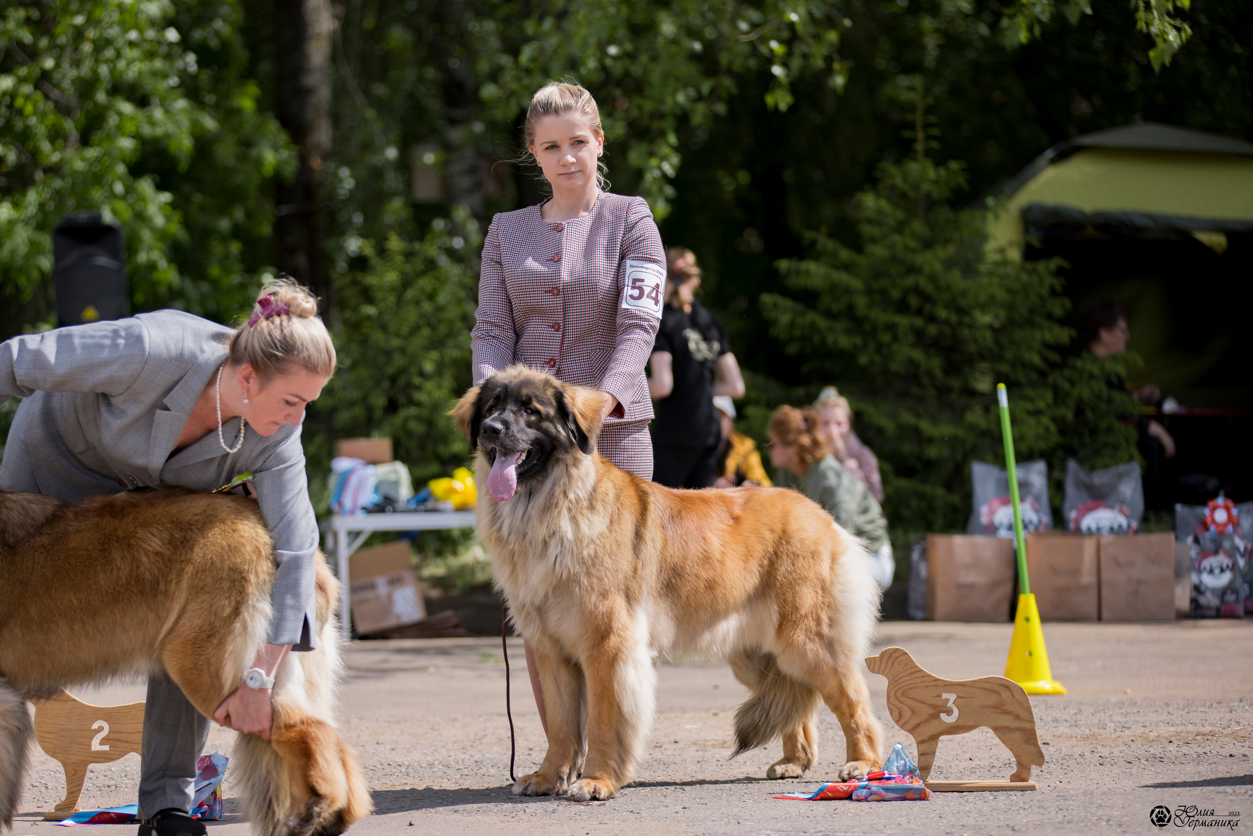 Националка Леонбергеров 28.05.2023. Фотограф-анималист Юлия Германика