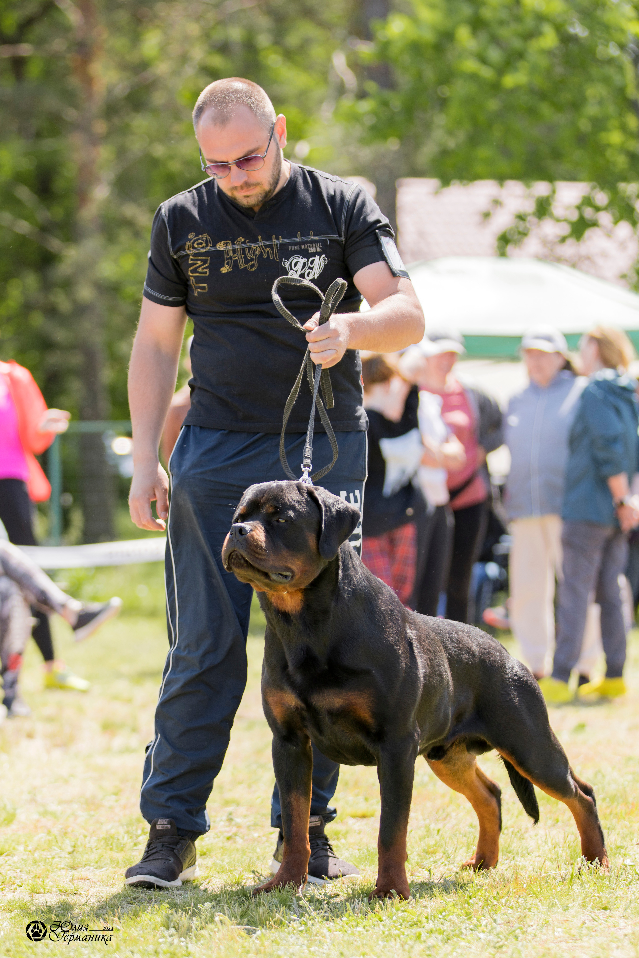 Воронеж 2хмоно ротвейлеров 3-4.06.2023. Фотограф-анималист Юлия Германика
