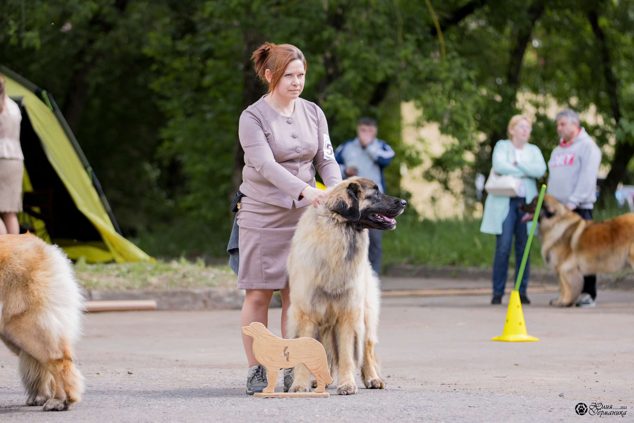 Националка Леонбергеров 28.05.2023. Фотограф-анималист Юлия Германика