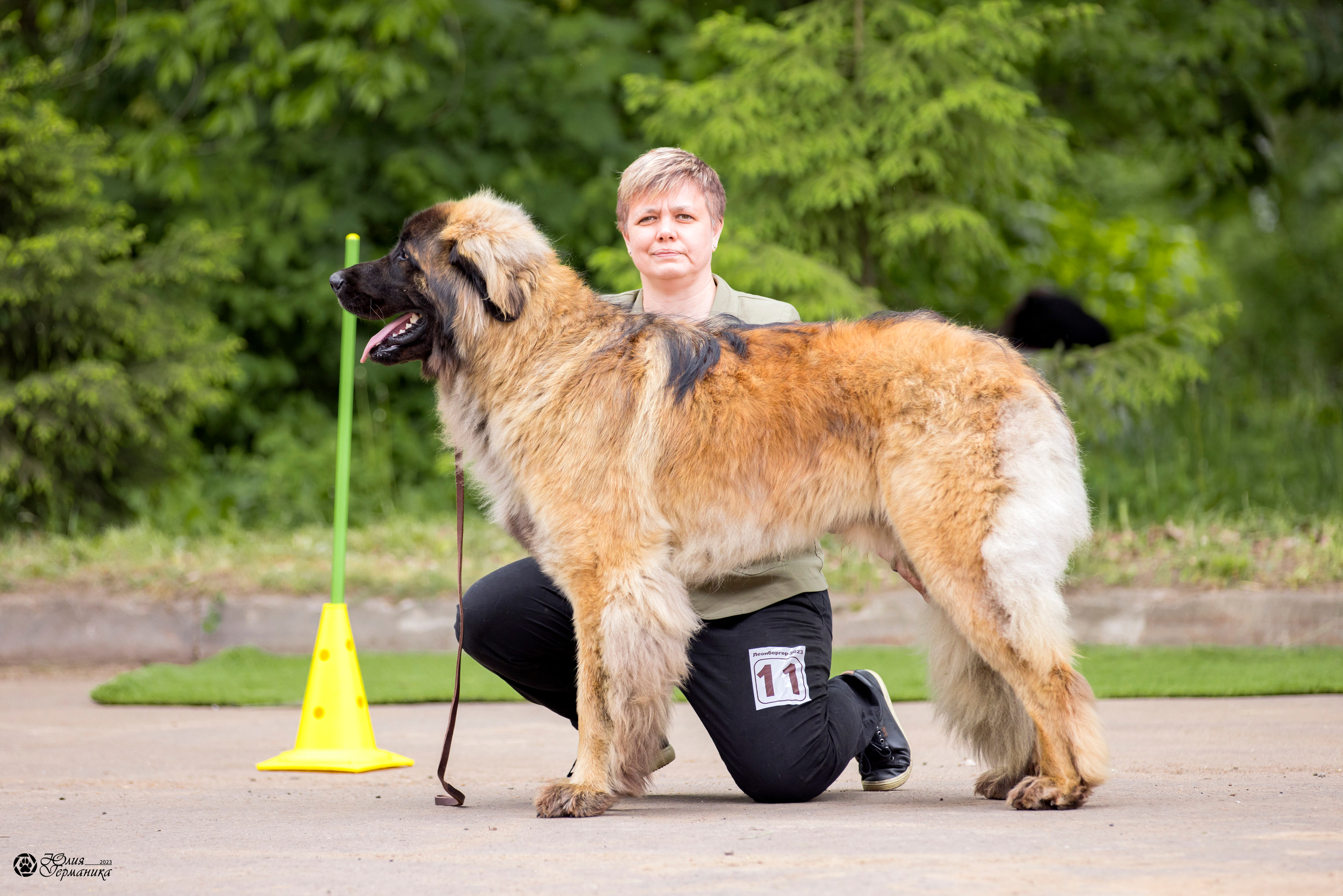 Националка Леонбергеров 28.05.2023. Фотограф-анималист Юлия Германика
