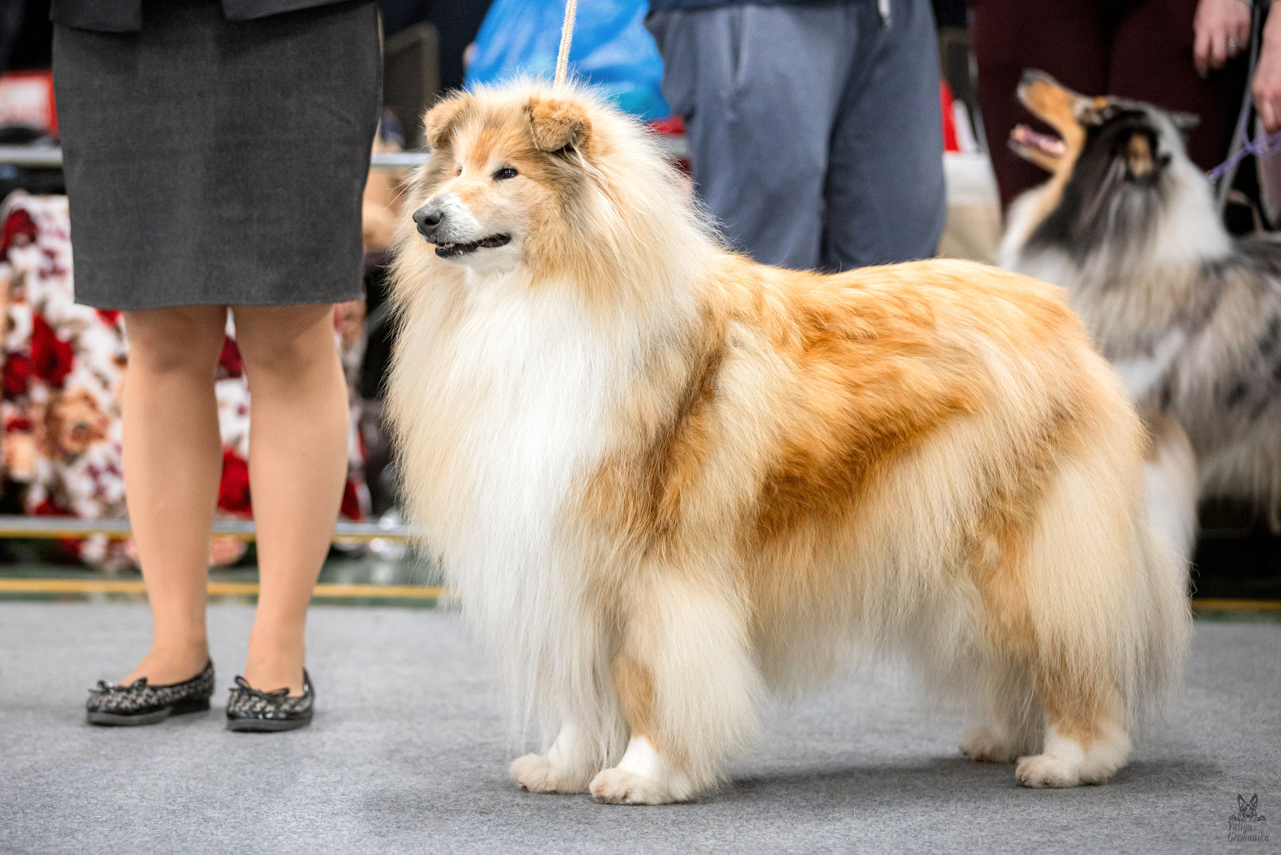 Сфера+доберманы 02.04.2023. Фотограф-анималист Юлия Германика