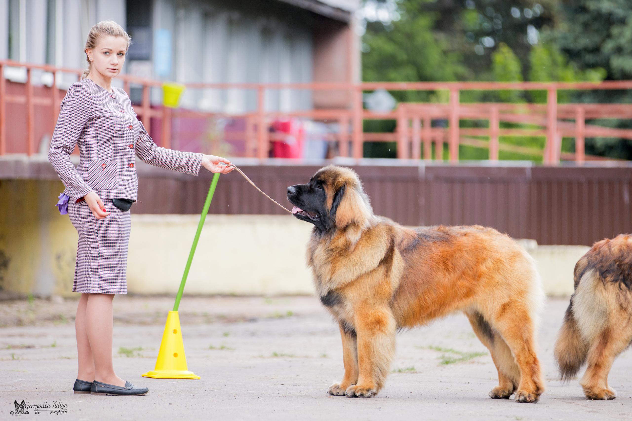 Националка Леонбергеров 28.05.2023. Фотограф-анималист Юлия Германика