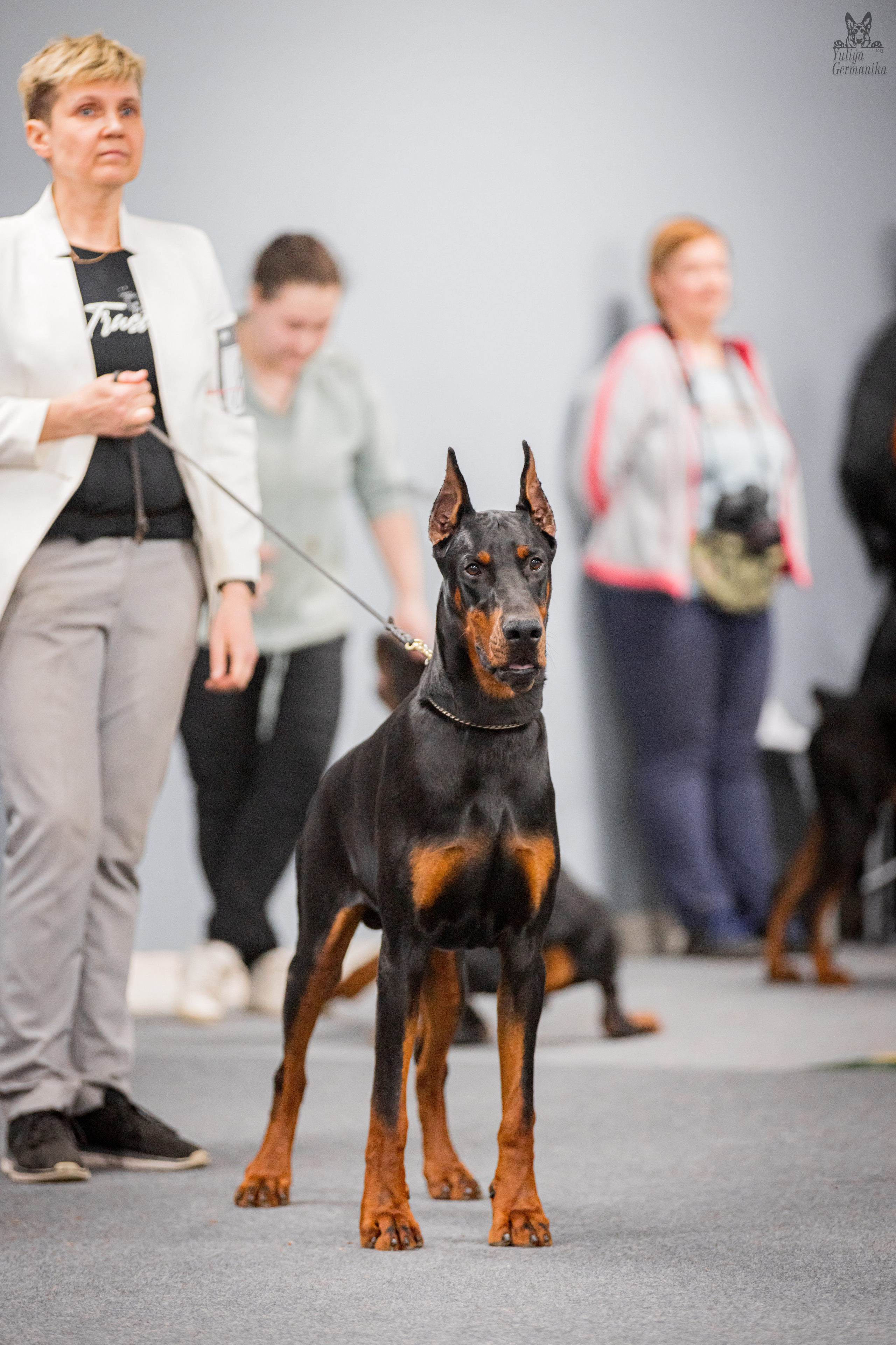 Сфера+доберманы 02.04.2023. Фотограф-анималист Юлия Германика