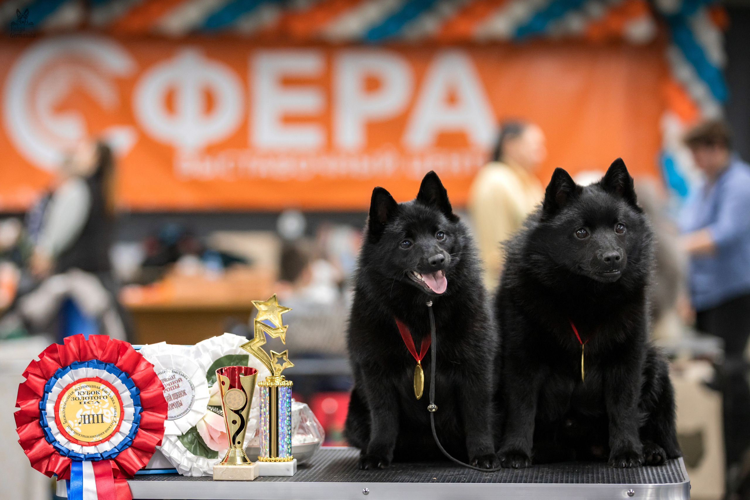 Сфера 25-26.03.2023. Фотограф-анималист Юлия Германика