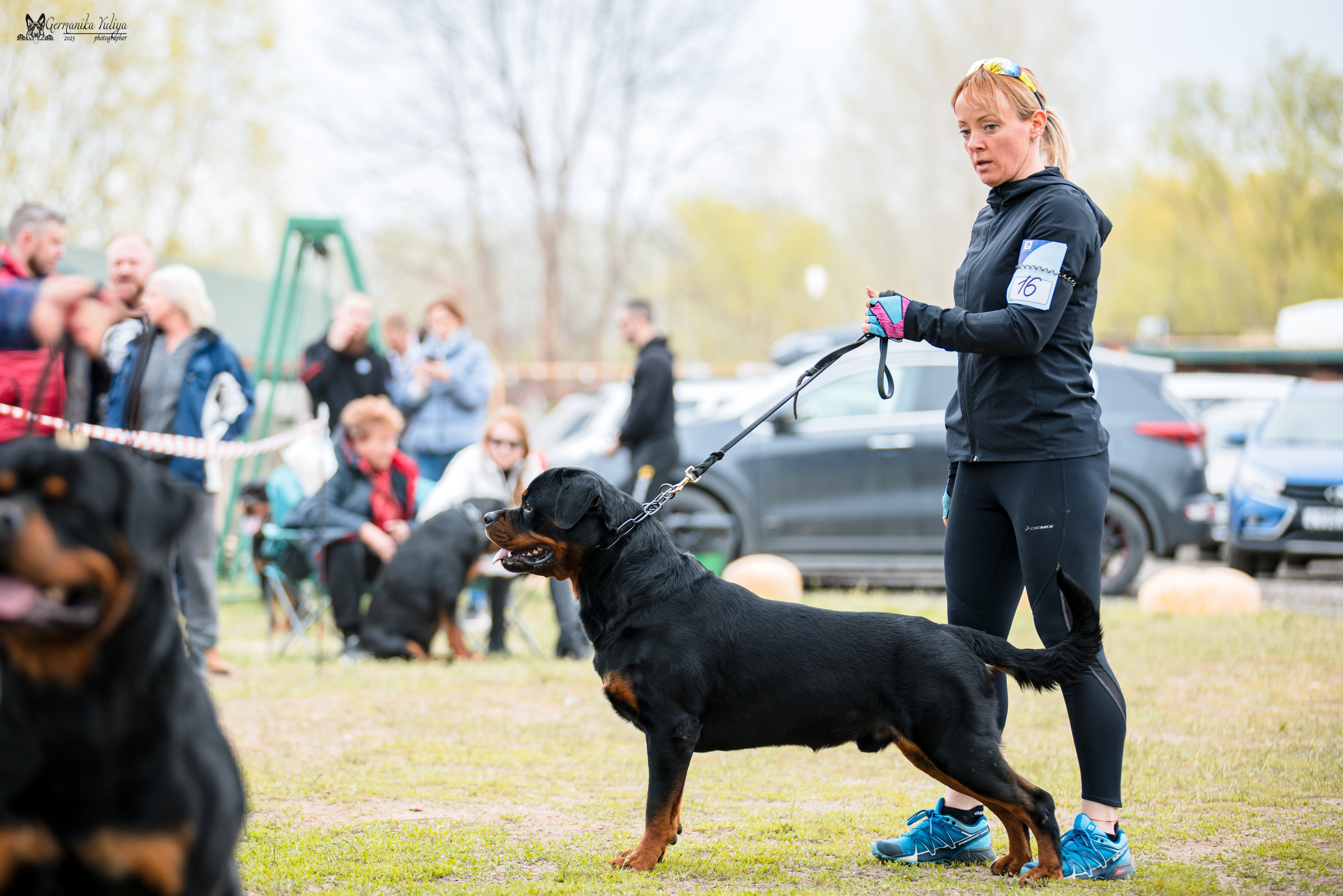 Саратов 2хмоно ротвейлеров 22-23.04.2023. Фотограф-анималист Юлия Германика