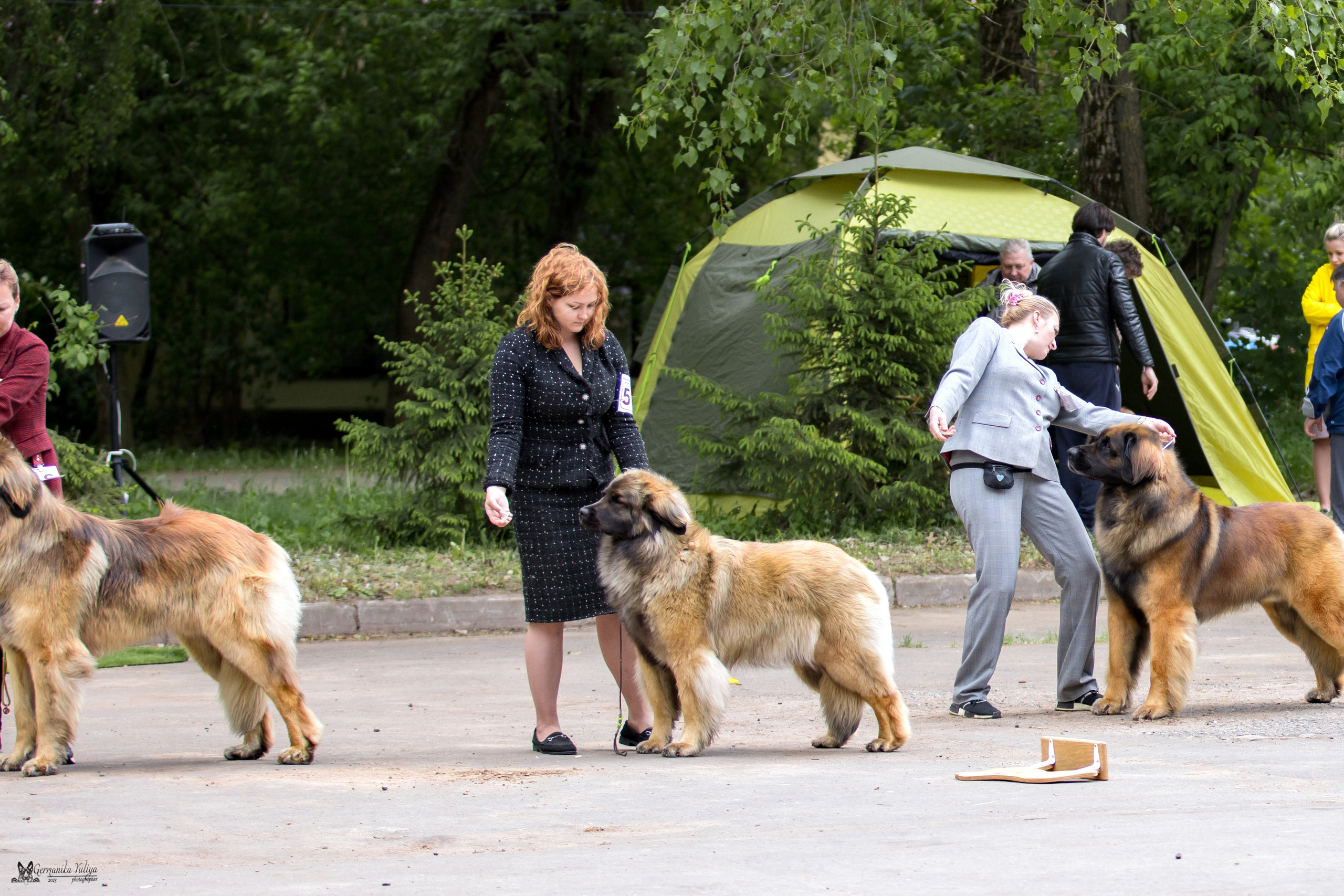 Националка Леонбергеров 28.05.2023. Фотограф-анималист Юлия Германика